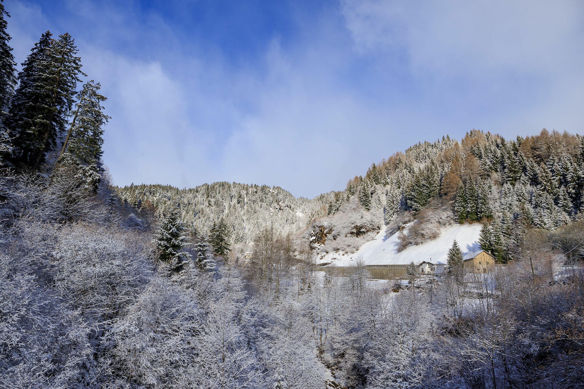 Snow covered Awakening