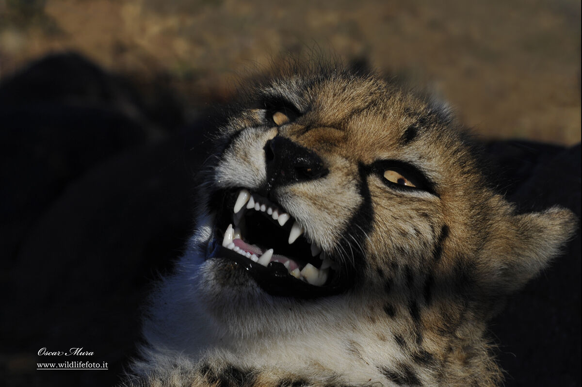 Young Cheetah #namibia #oscarmura