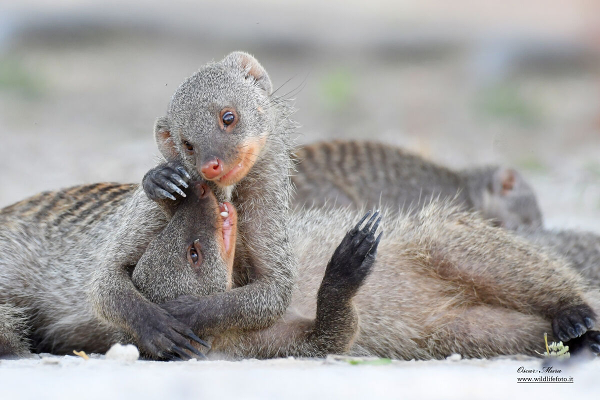 Striped Mongoose #namibia #oscarmura