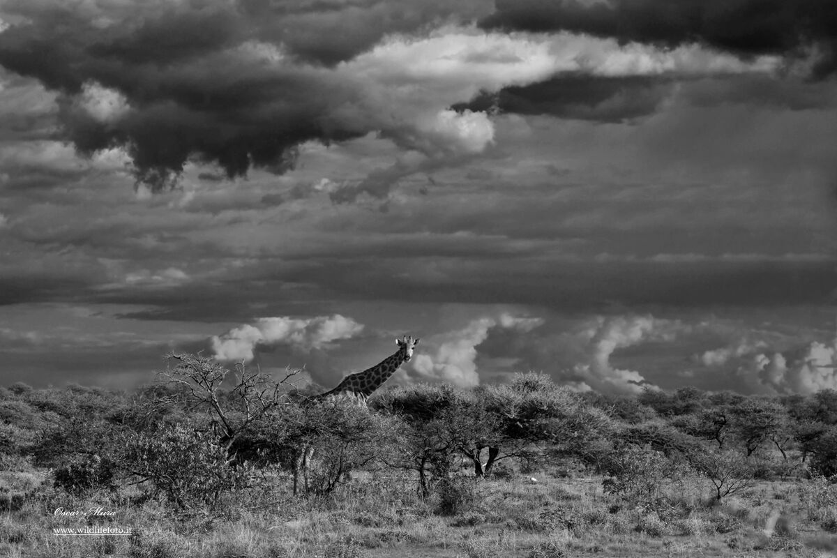 Giraffe #etosha #namibia #oscarmura