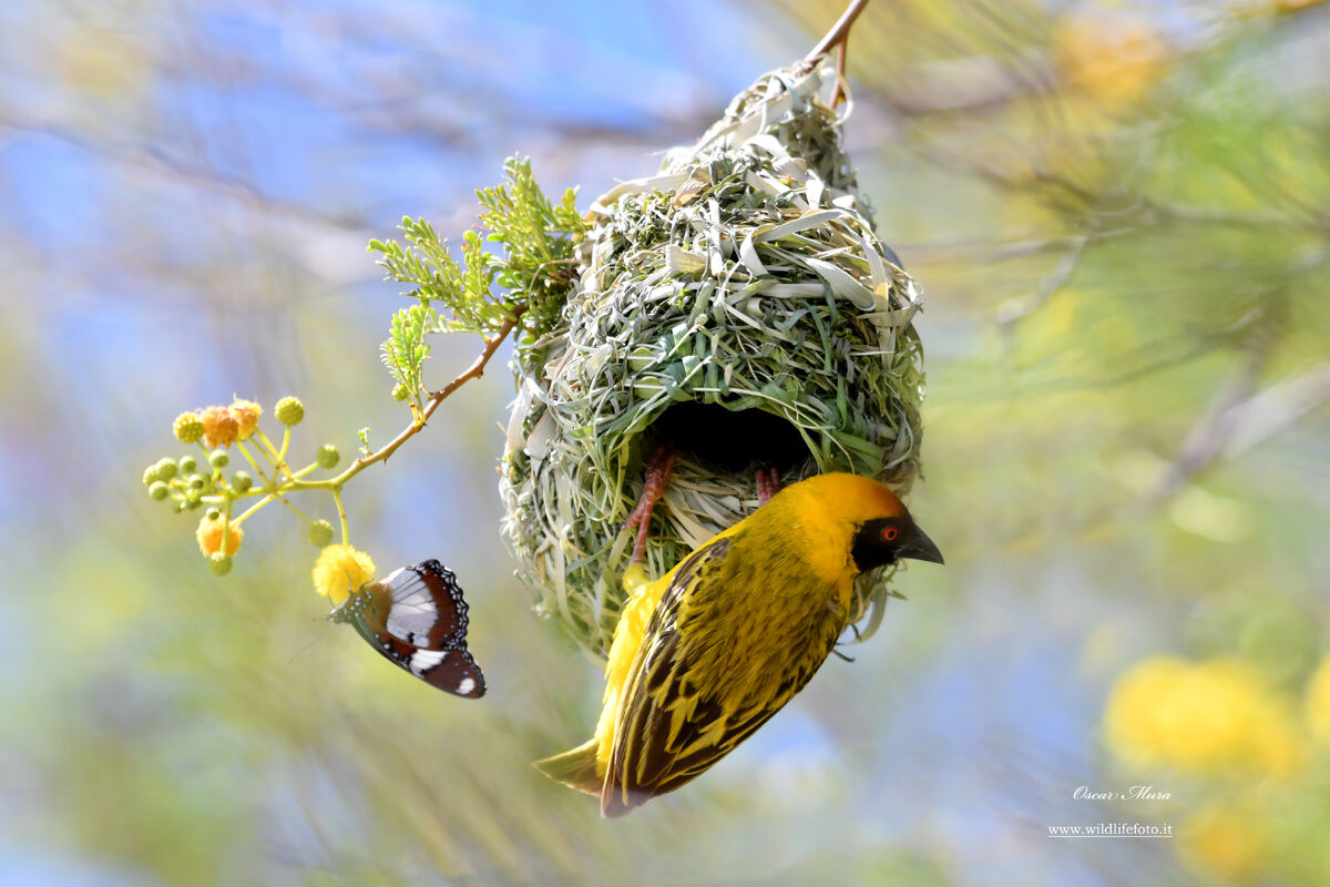 Weaver #namibia #oscarmura
