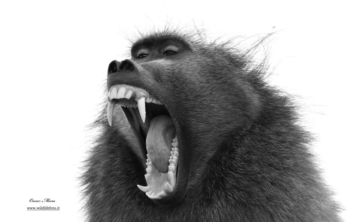 Black Baboon #namibia #oscarmura