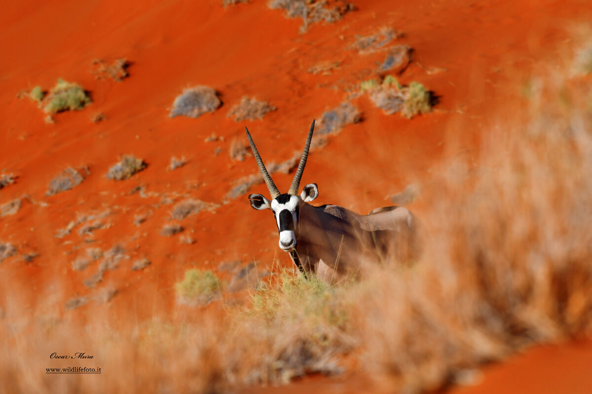 Oryx in the Dunes #namibia @oscarmura