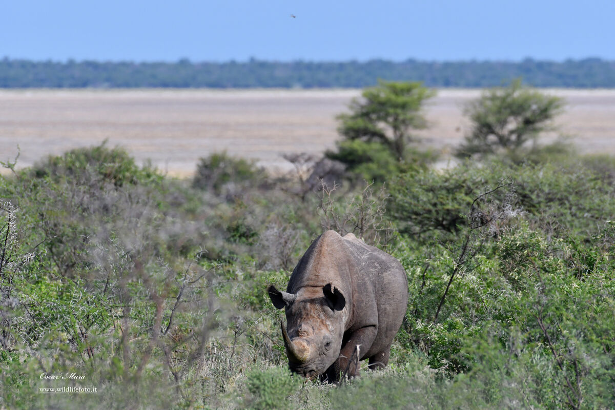 Black Rhino #etosha @oscarmura