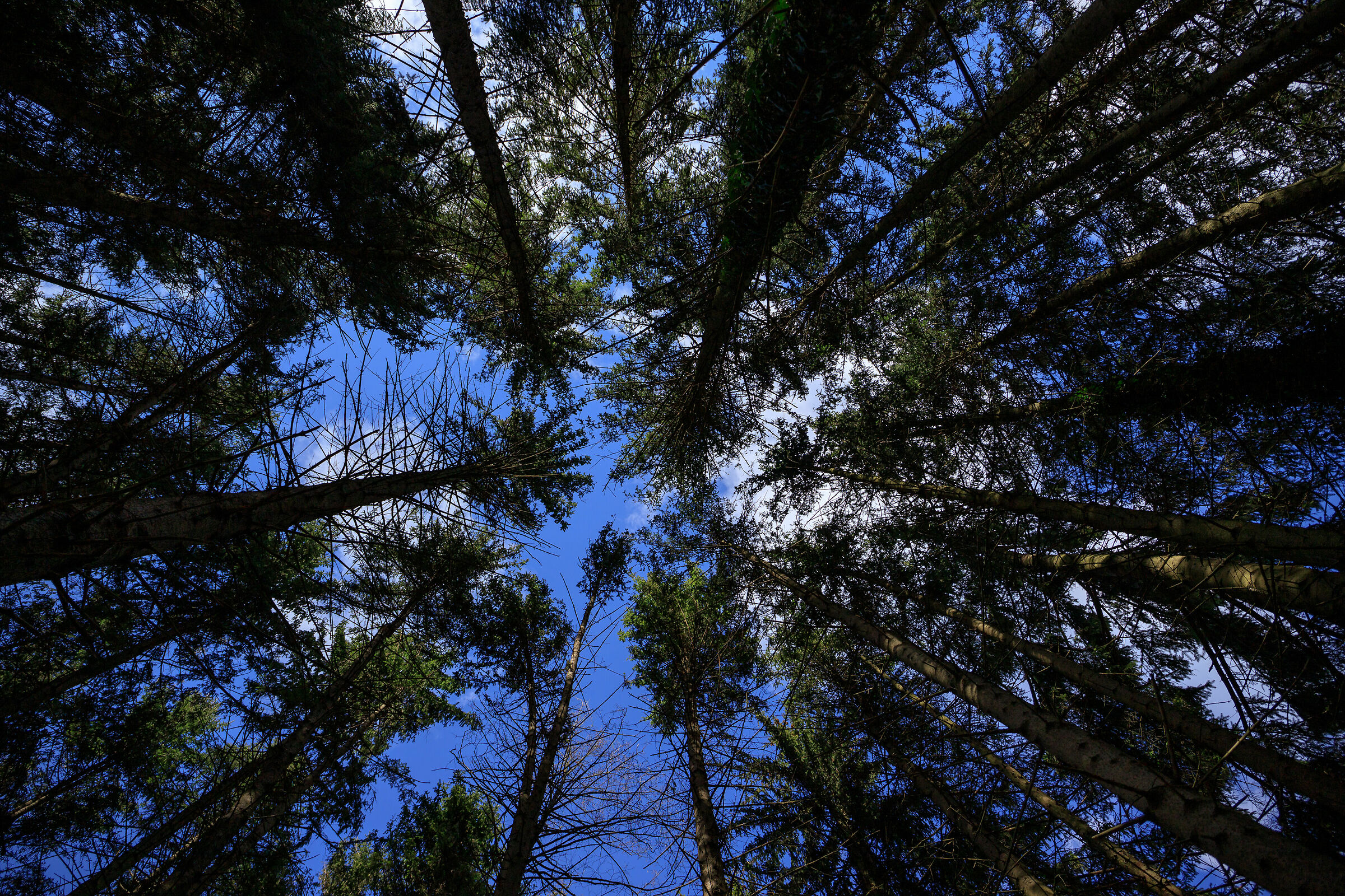 Parco a Seseglio - Chiasso