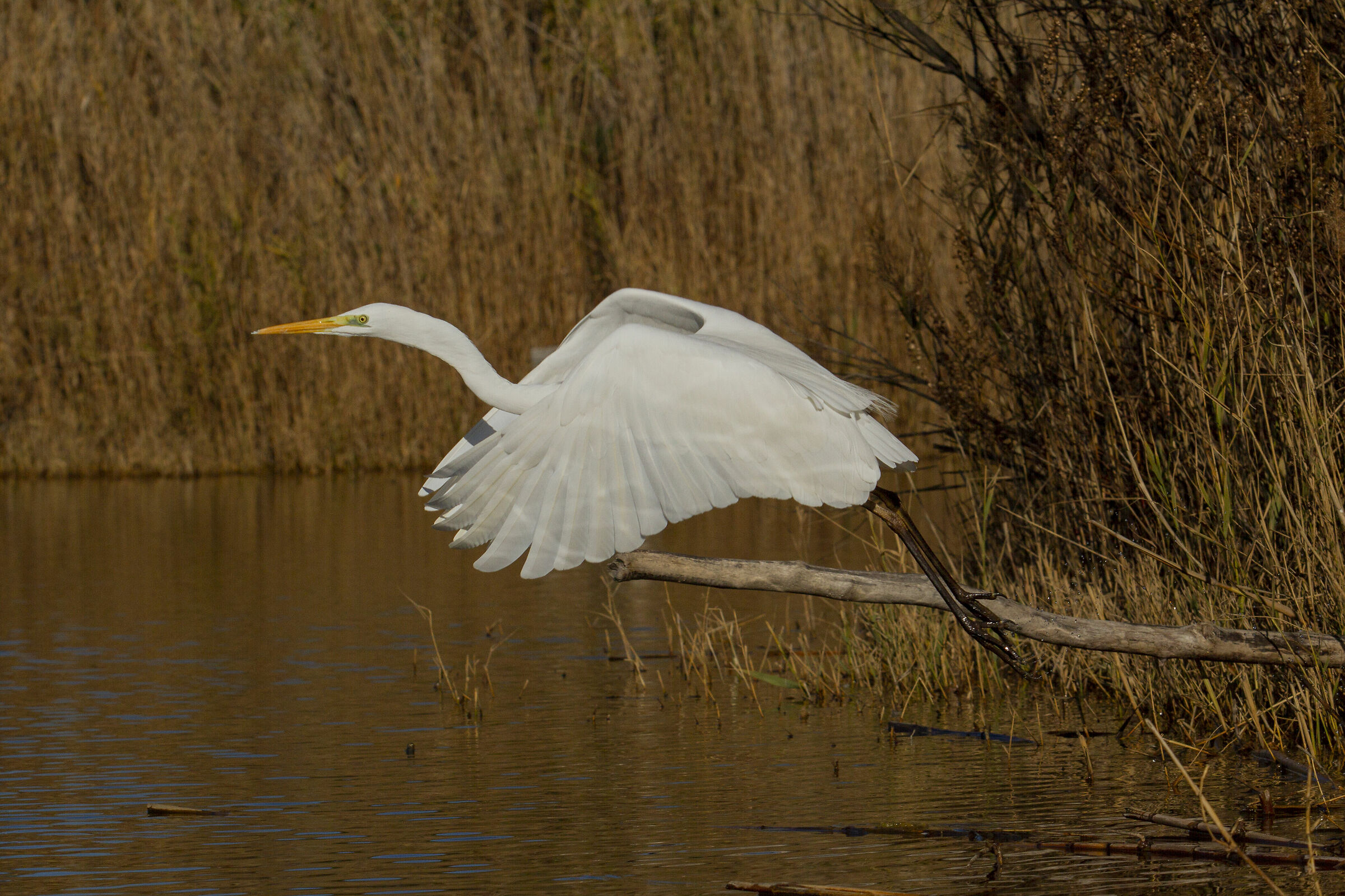 Airone bianco maggiore