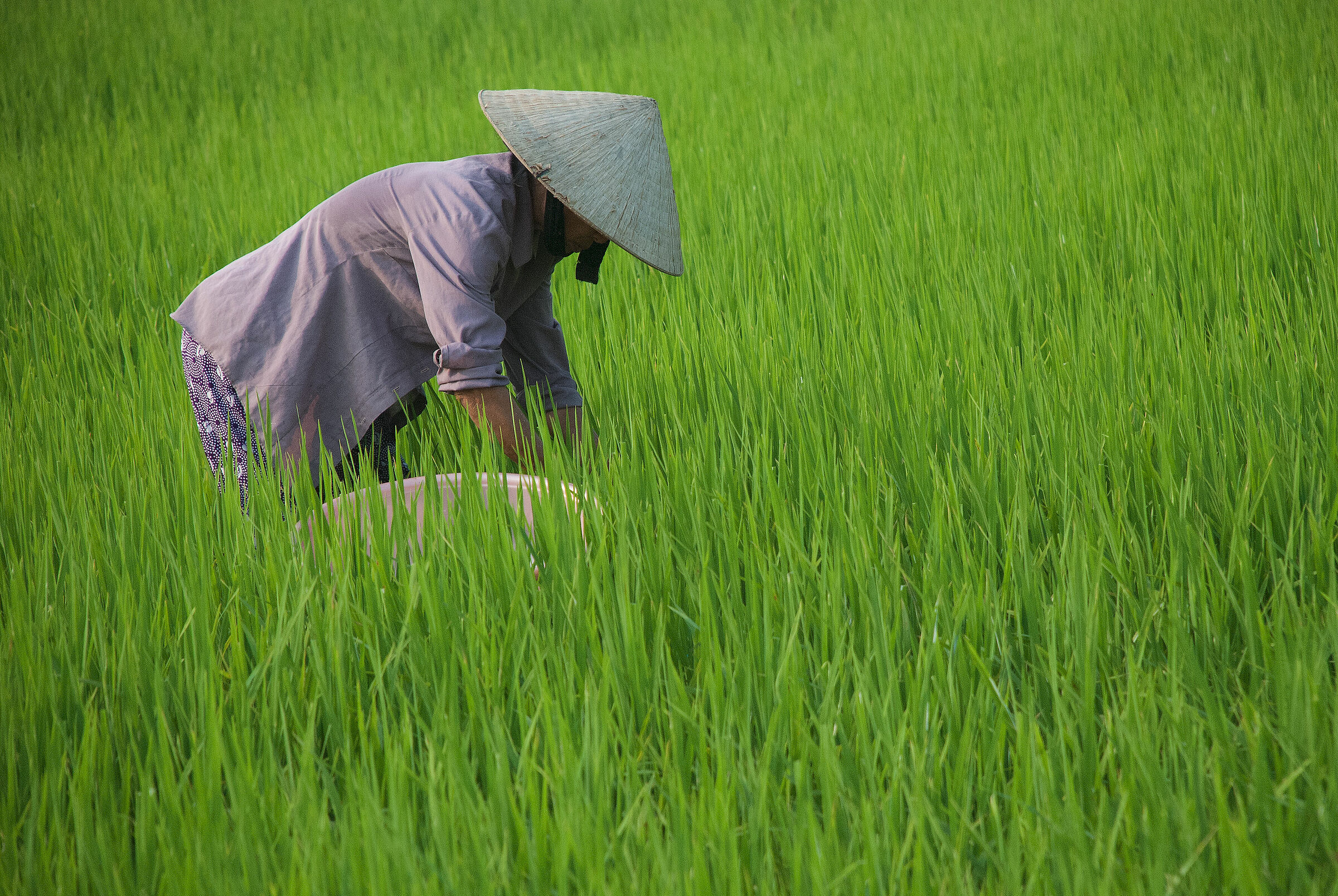 Paddy, Vietnam