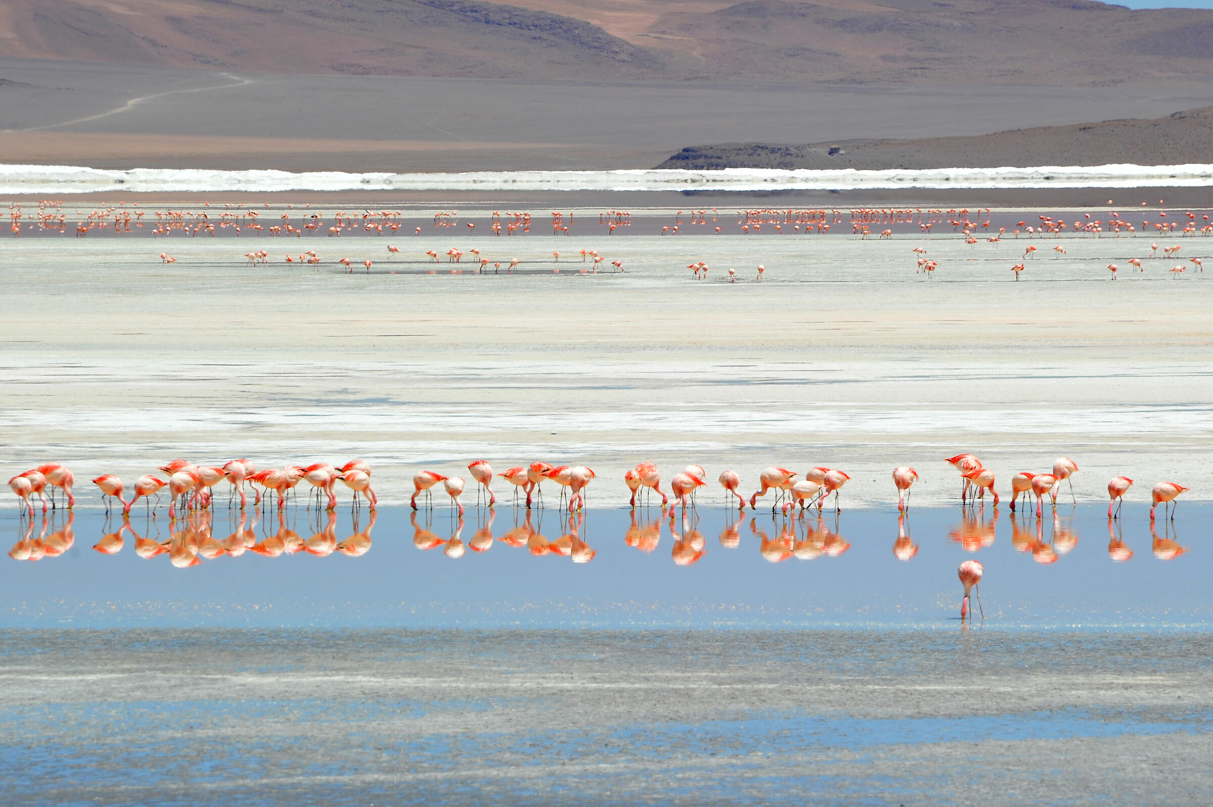 Laguna Colorada, Bolivia