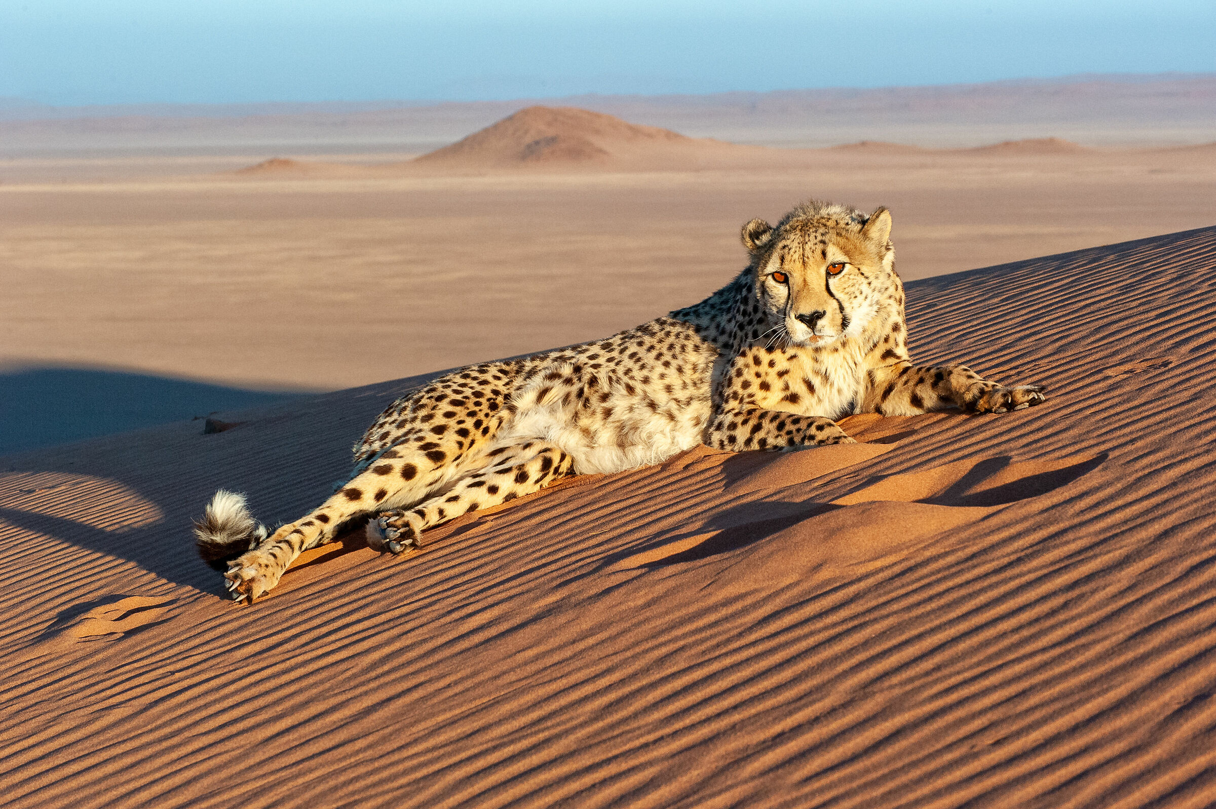 Cheetah, Namibia