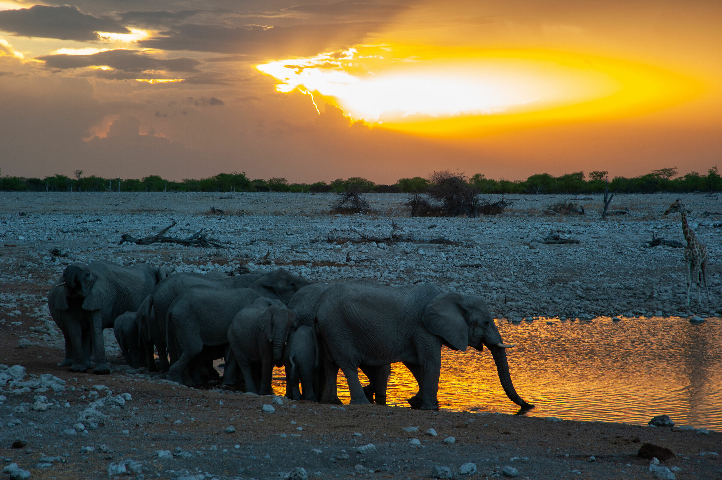 Etosha Park, Namibia
