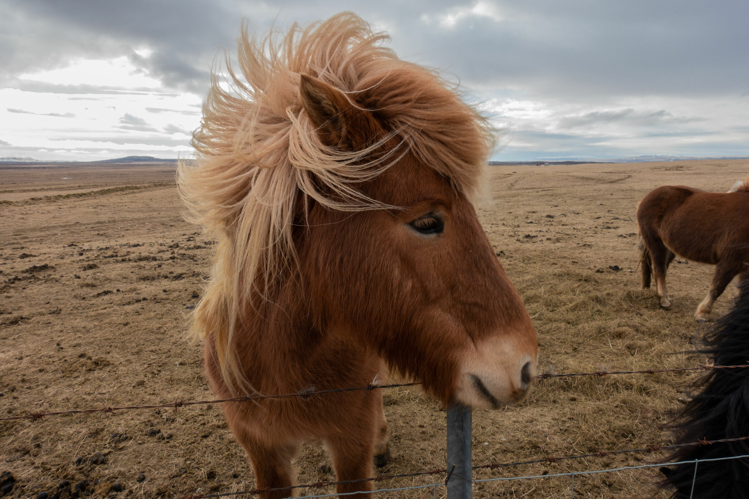 Icelandic Horses