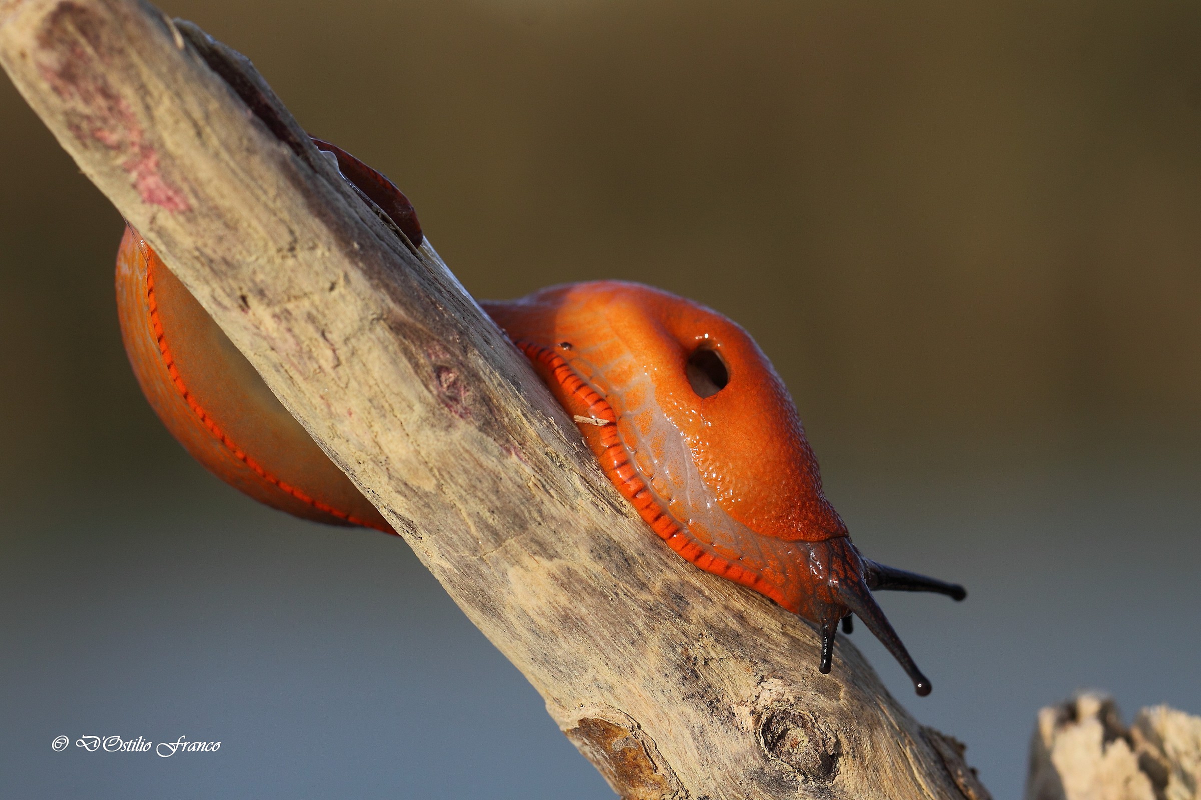Lumaca rossa    (arion rufus)