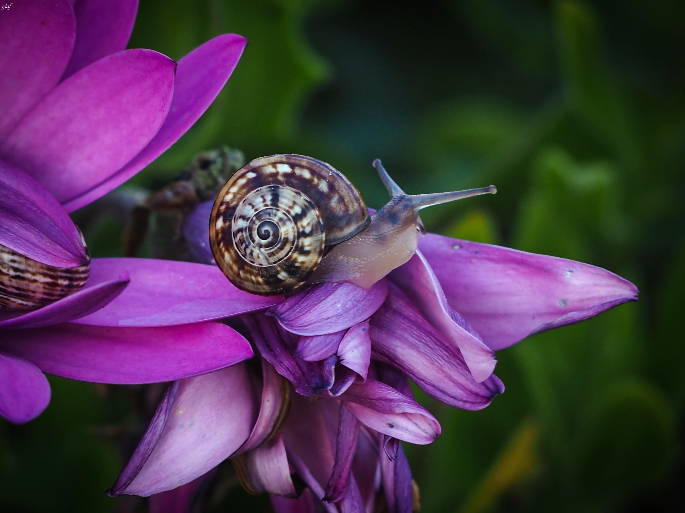 snail on flower .....
