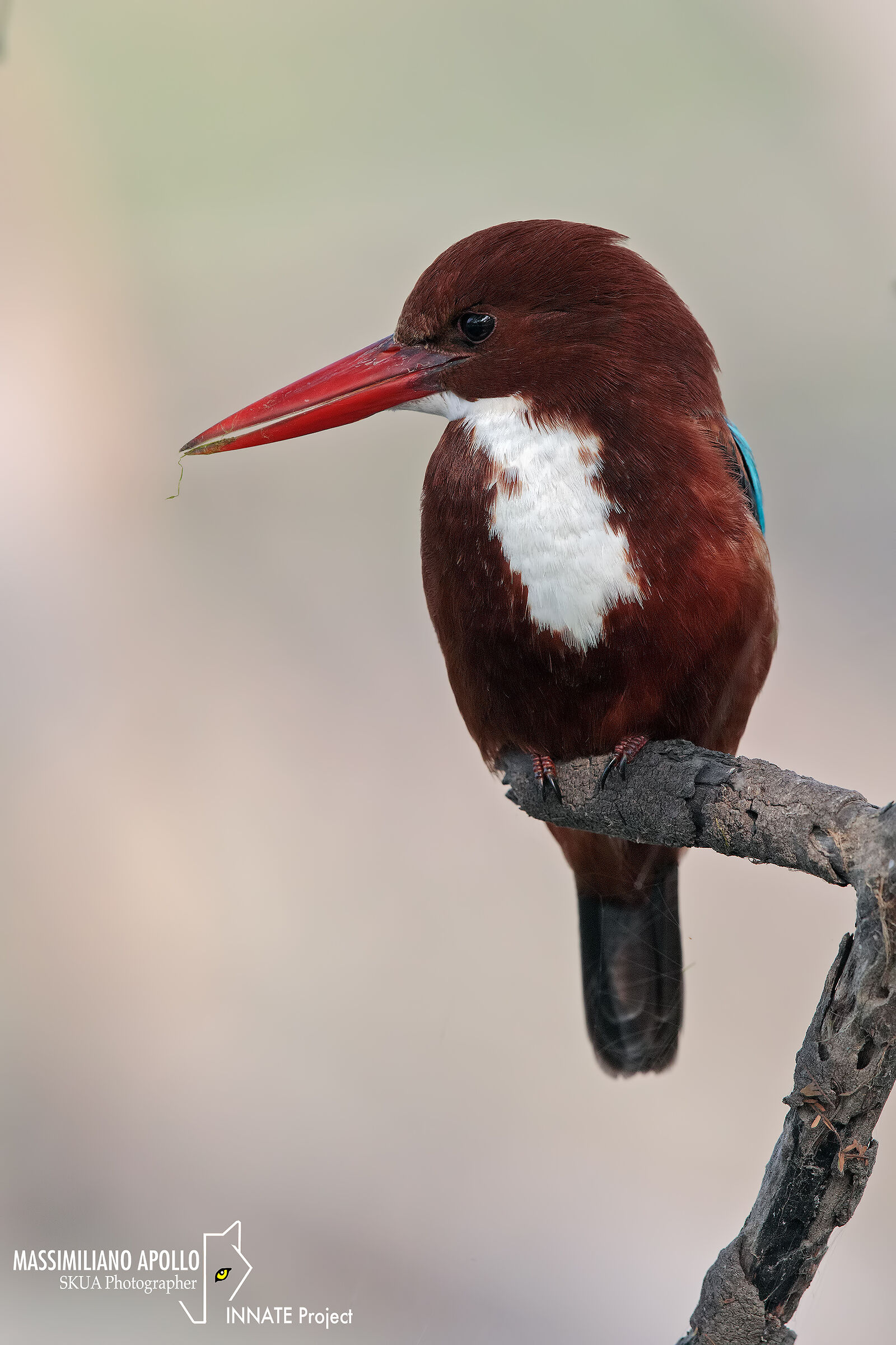 martin pescatore di smirne...