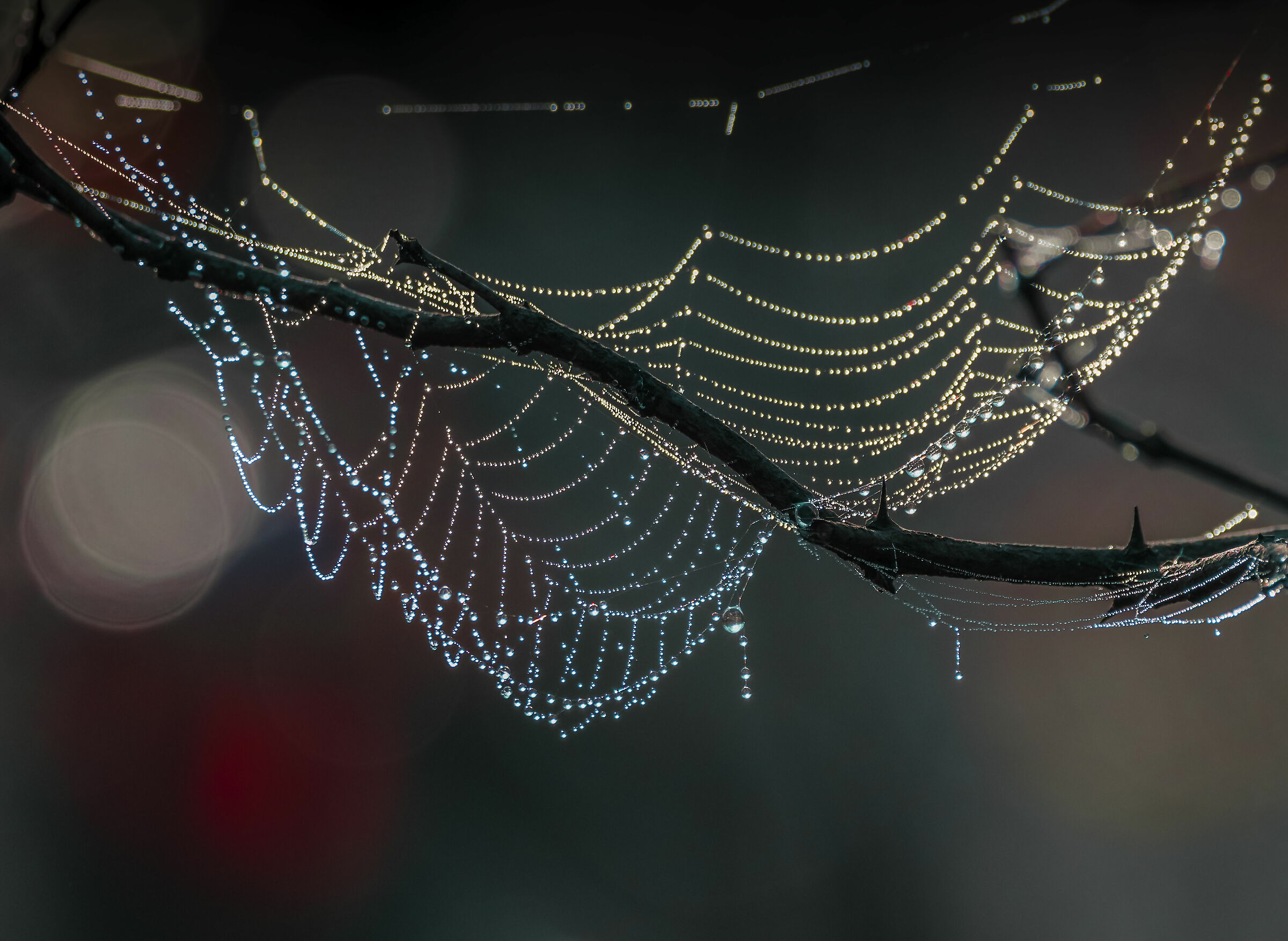 La ragnatela del mago