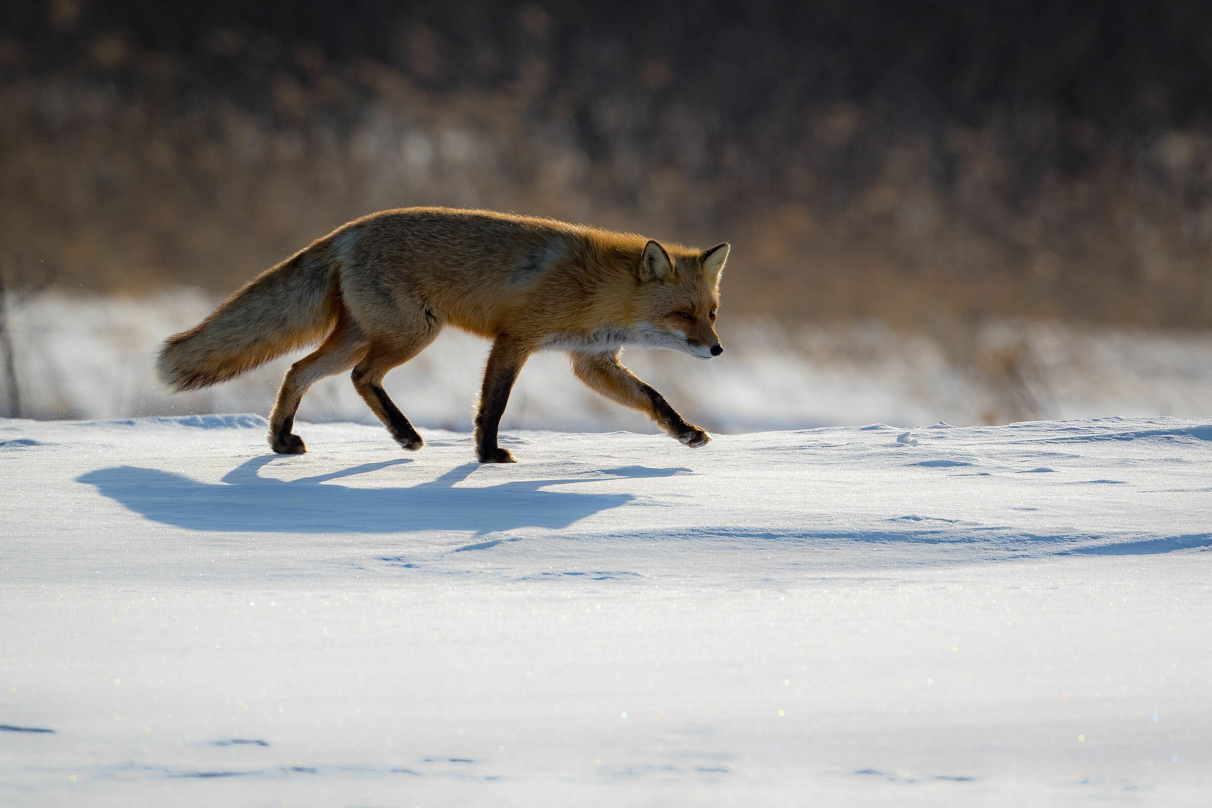 Red Fox