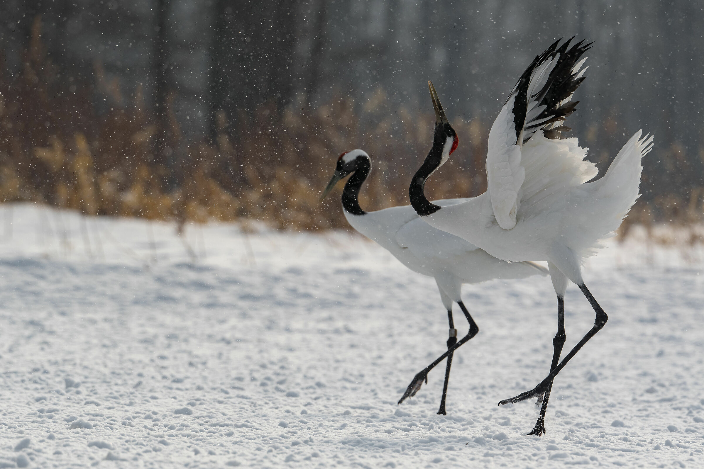 Manchuria Crane