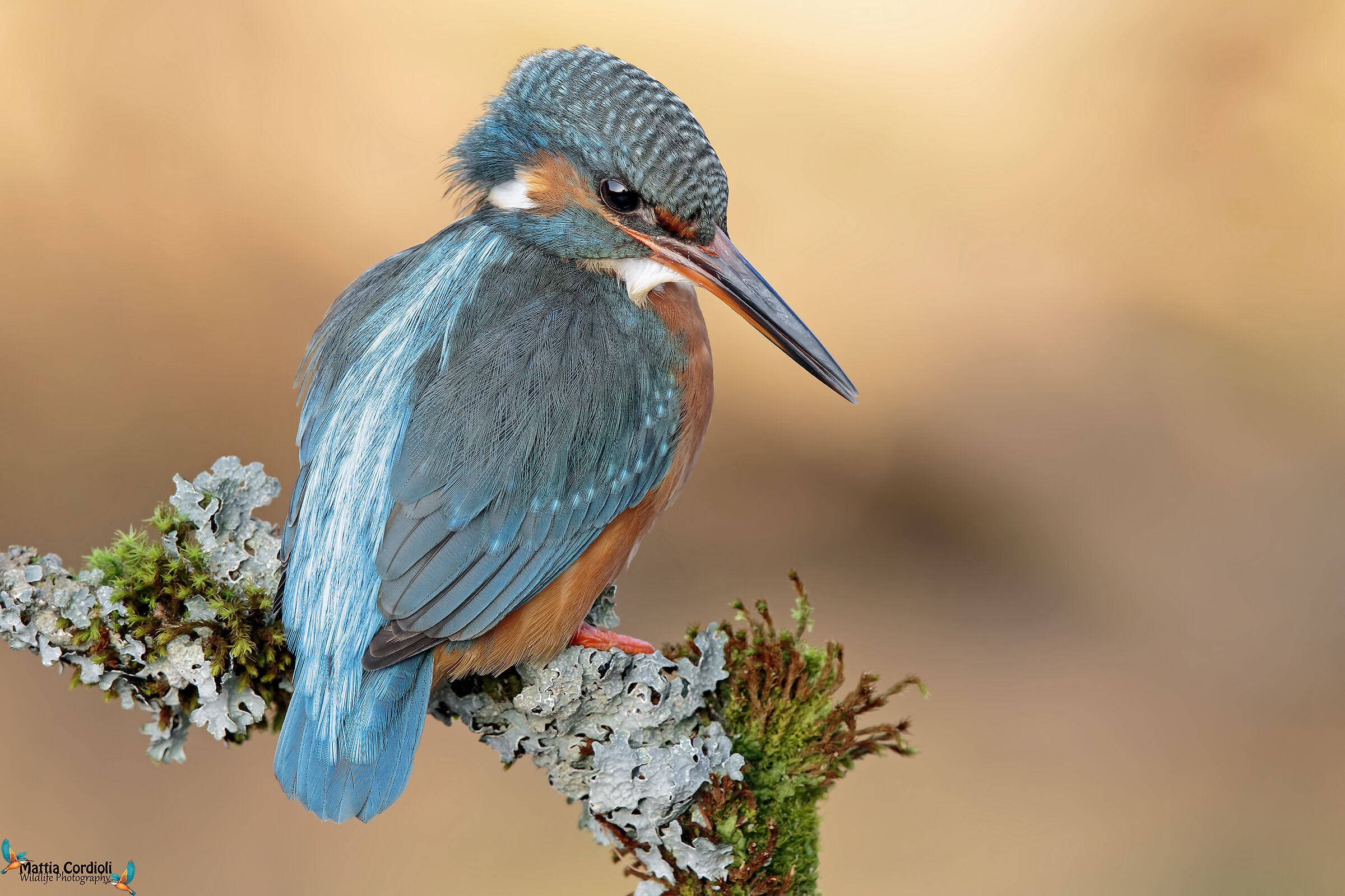 Kingfisher
