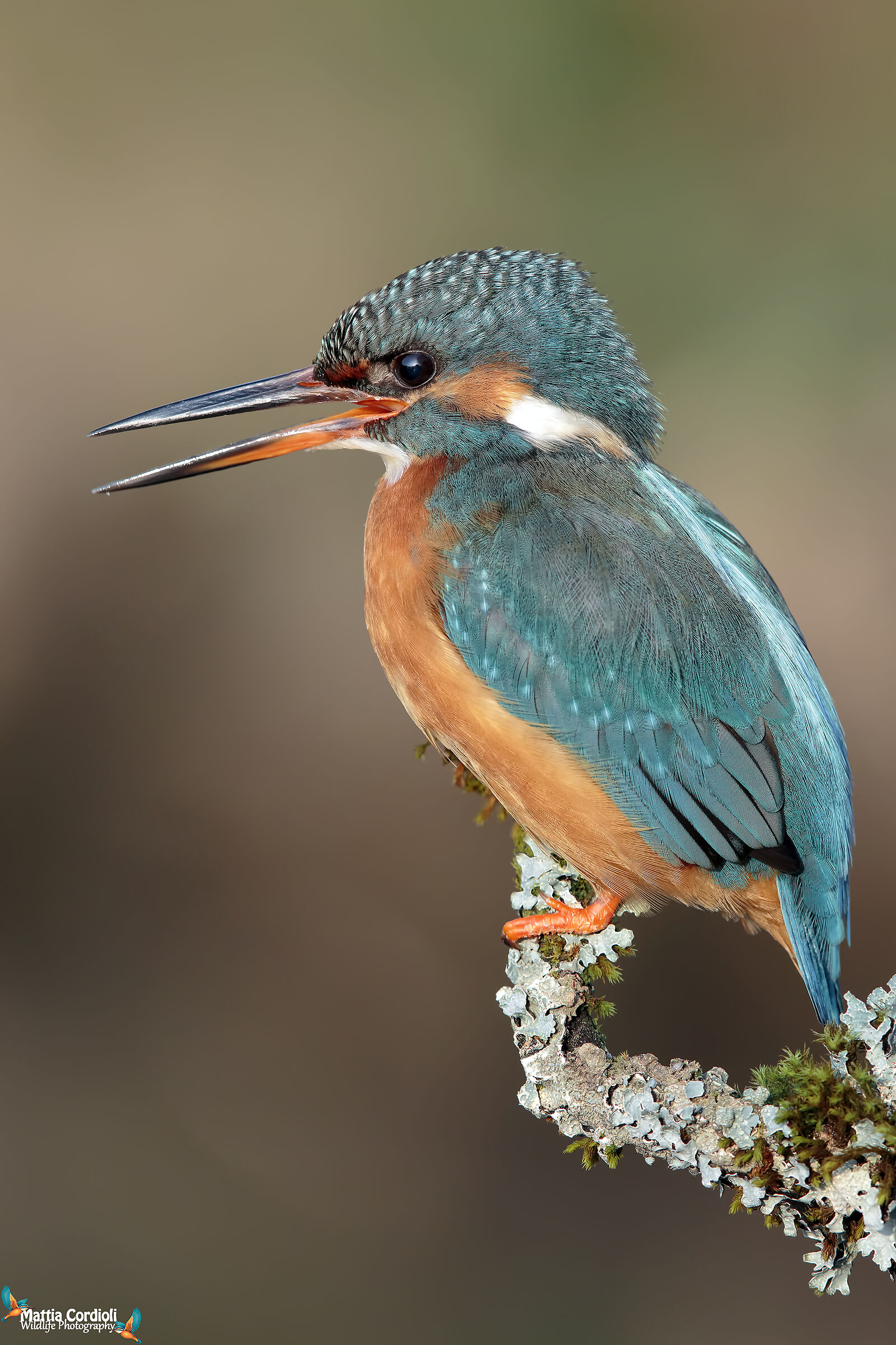 Kingfisher