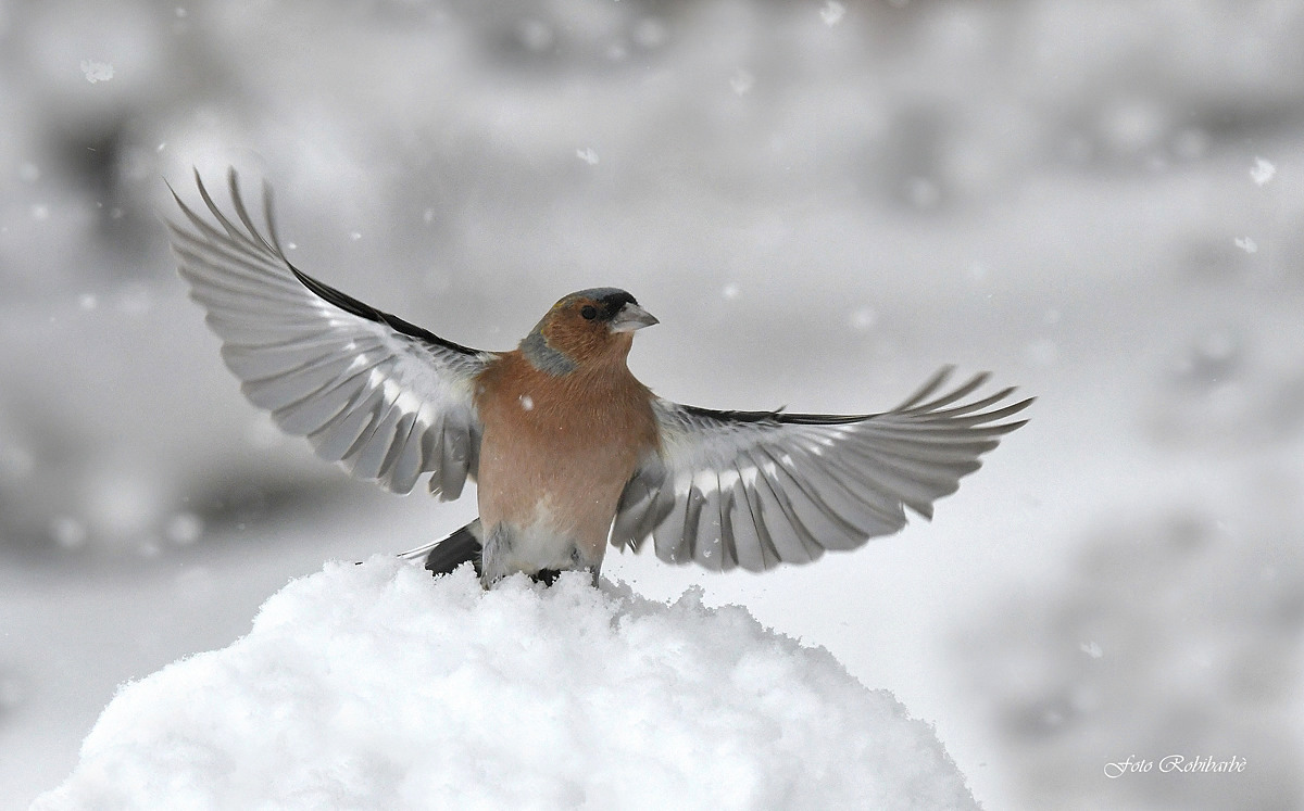 Chaffinch... Explosive...