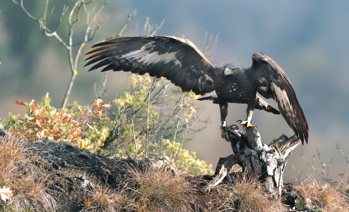 Giovane Aquila Reale