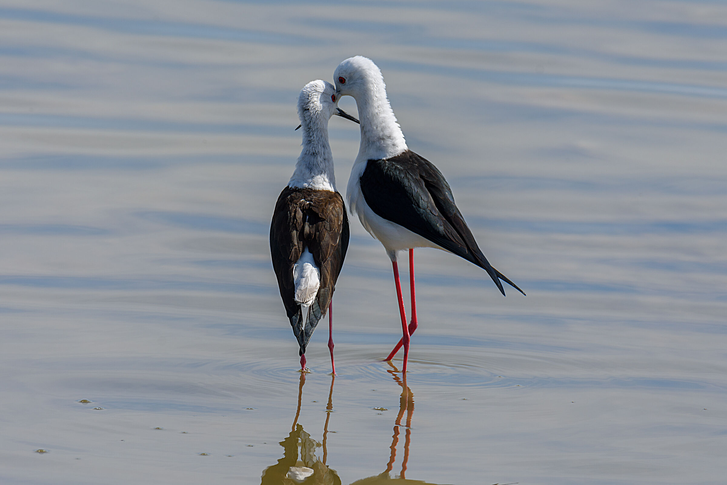 Cavalieri D'Italia in amore