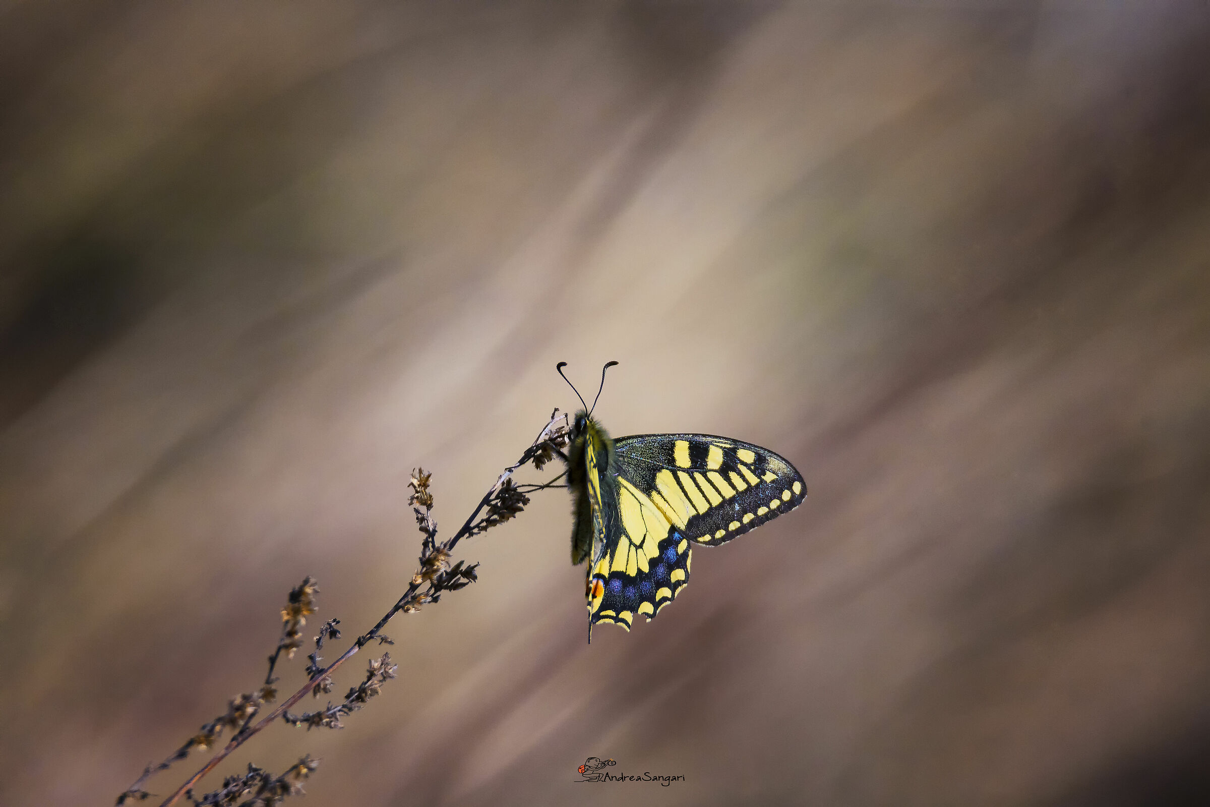 Uno splendido macaone