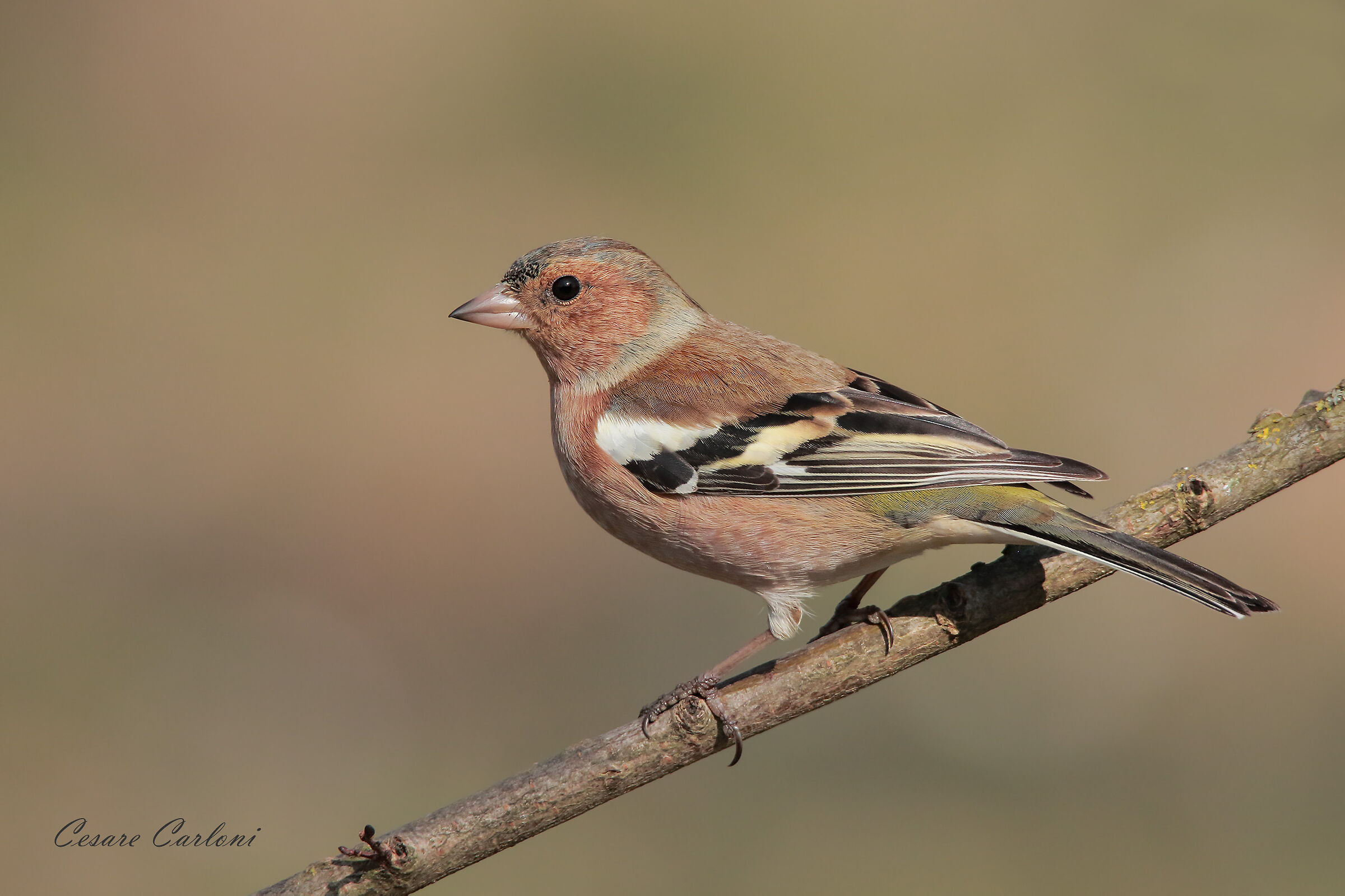 fringuello (fringilla coelebs)