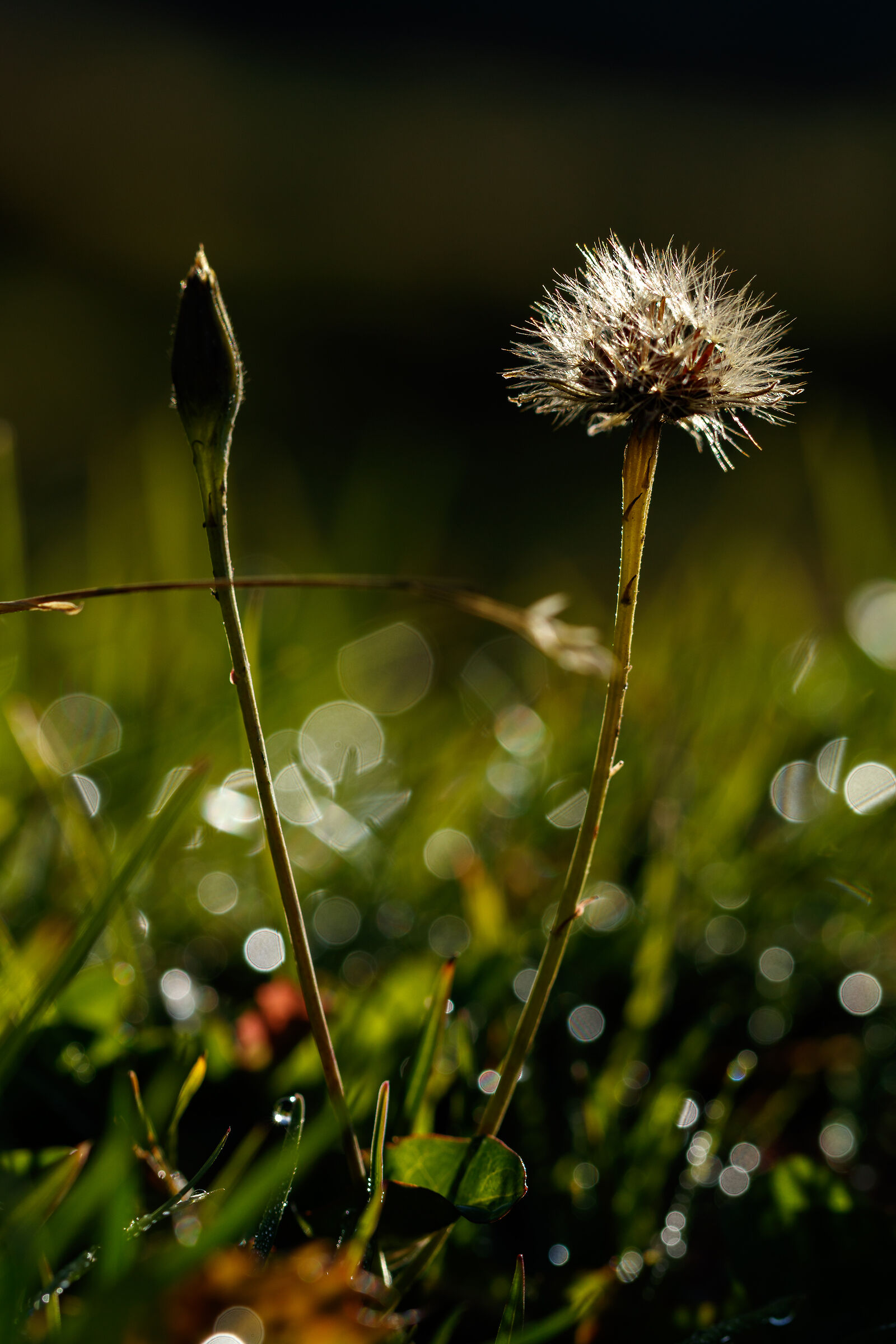 Flower in the Meadow