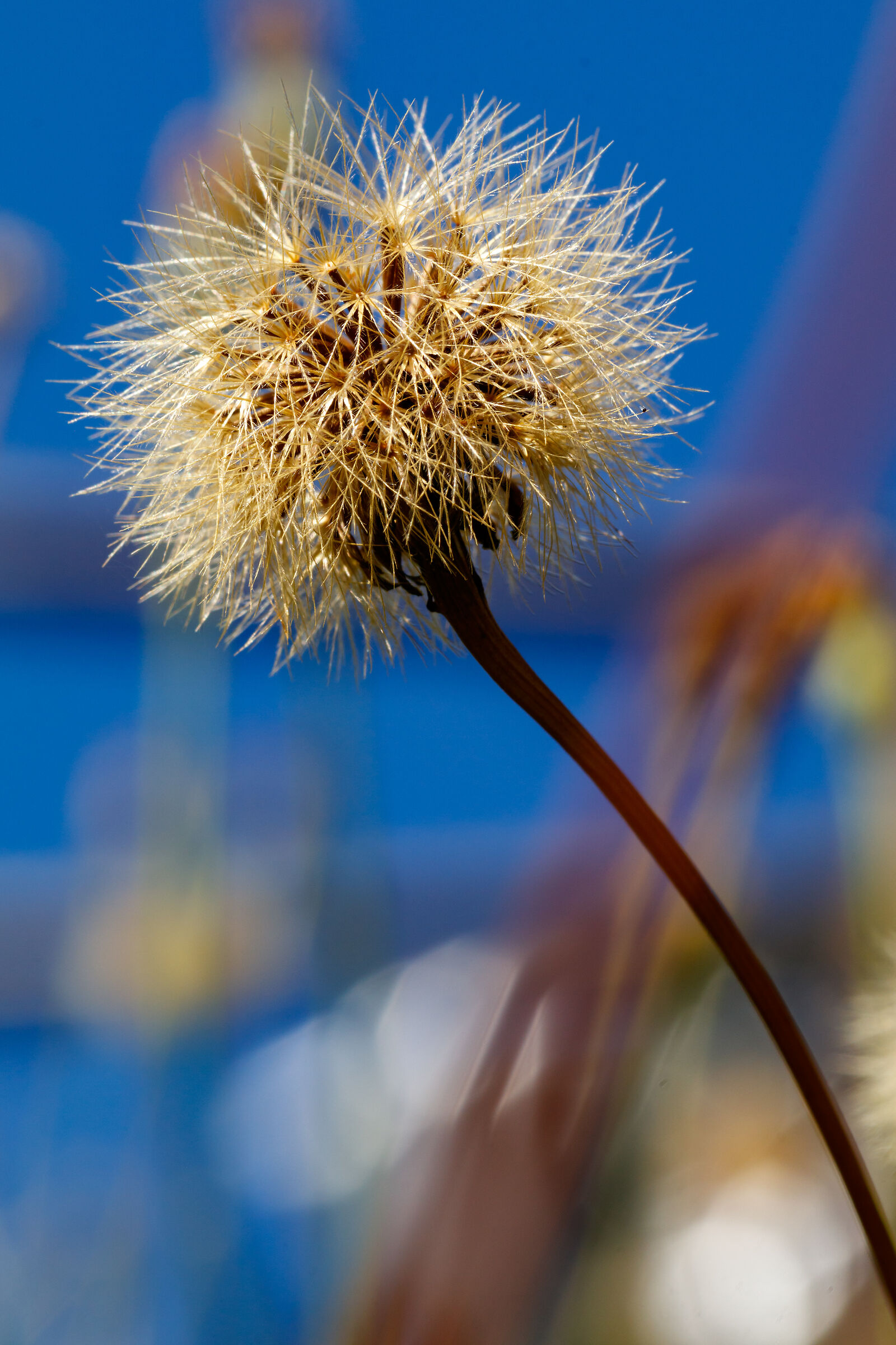 Flower in the Meadow