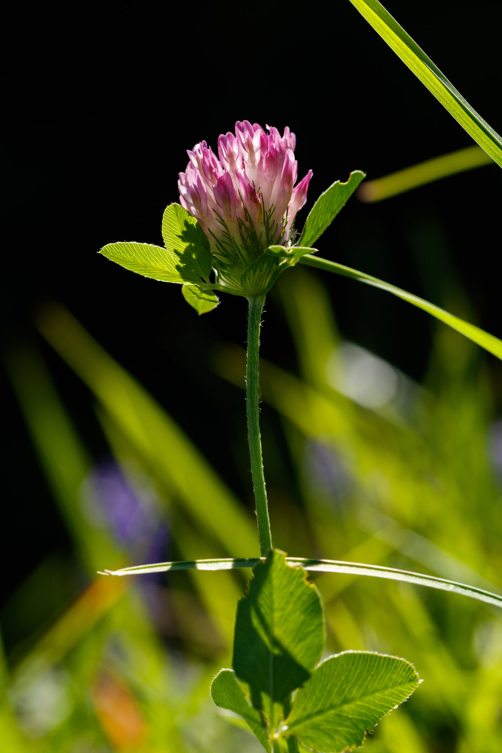 Flower in the Meadow