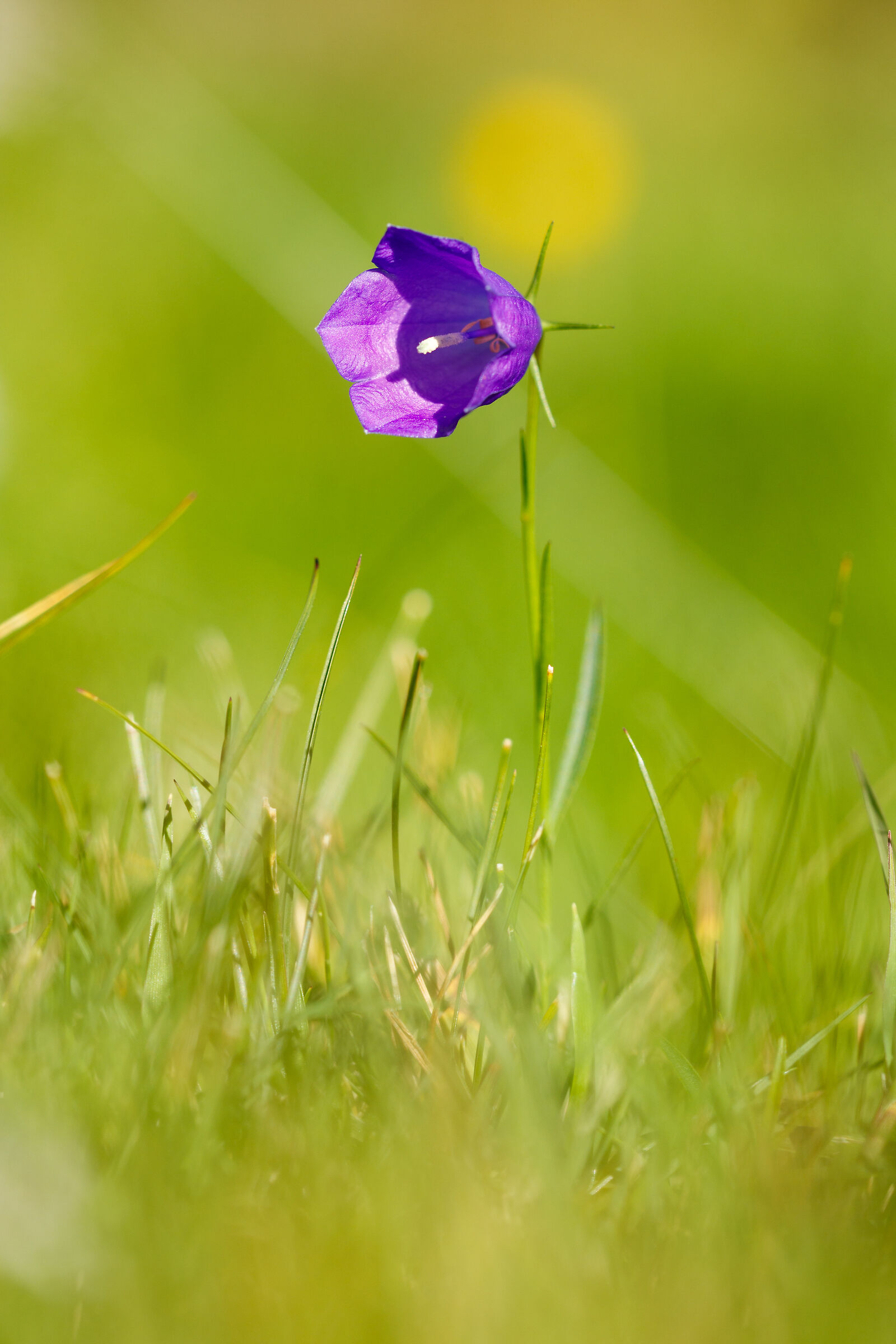 Flower in the Meadow