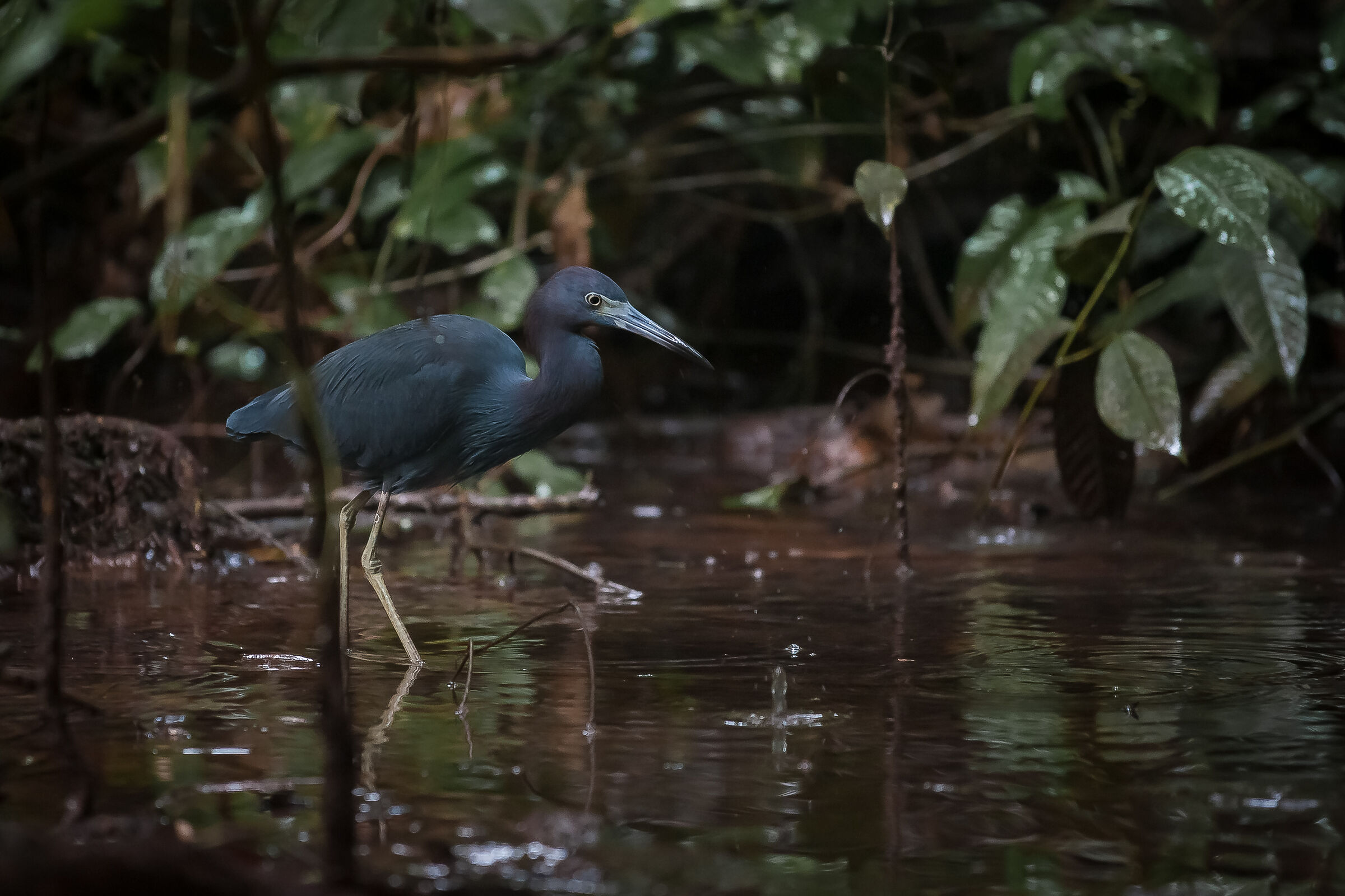 Little Blue Heron