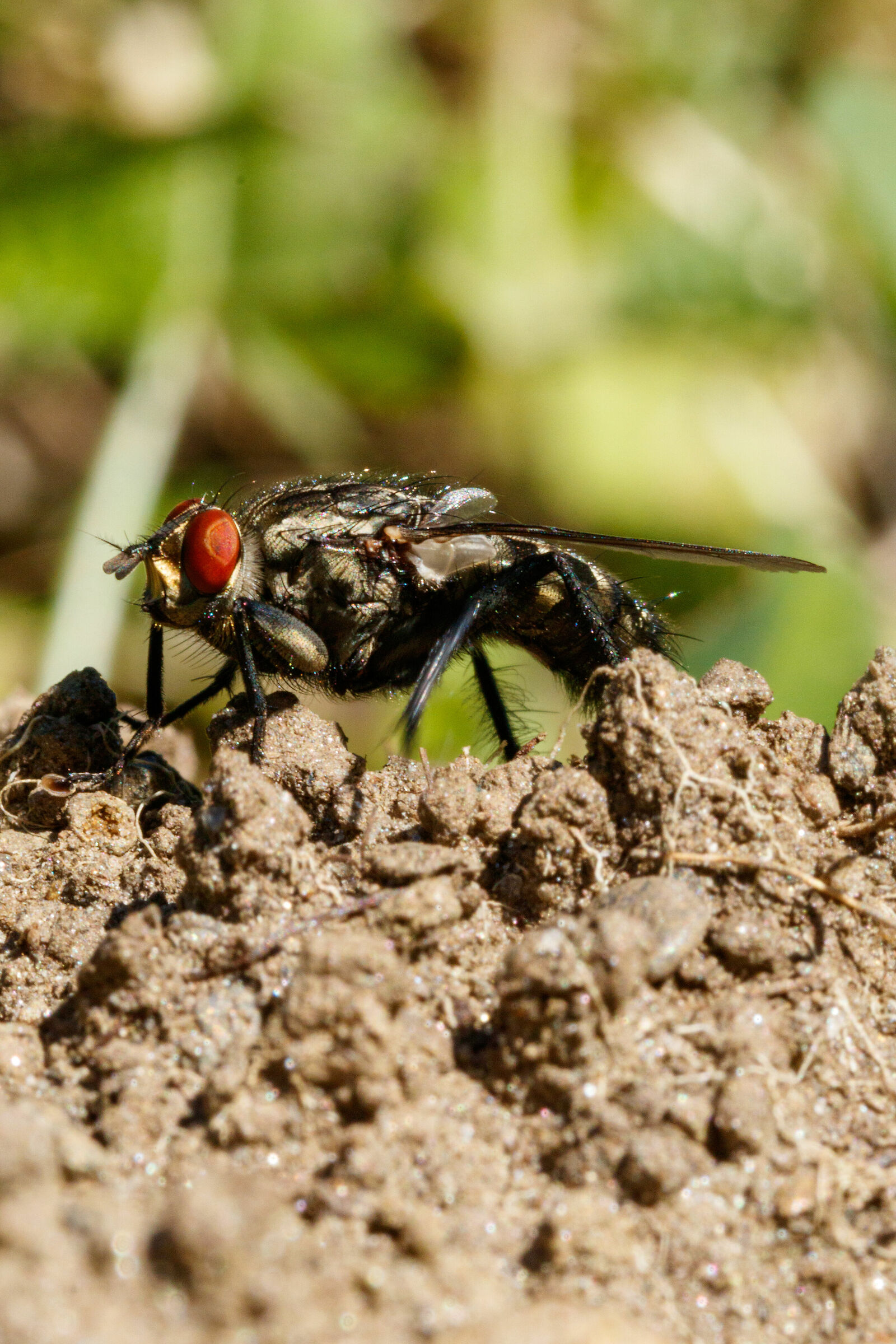 Fly on a mole's lair