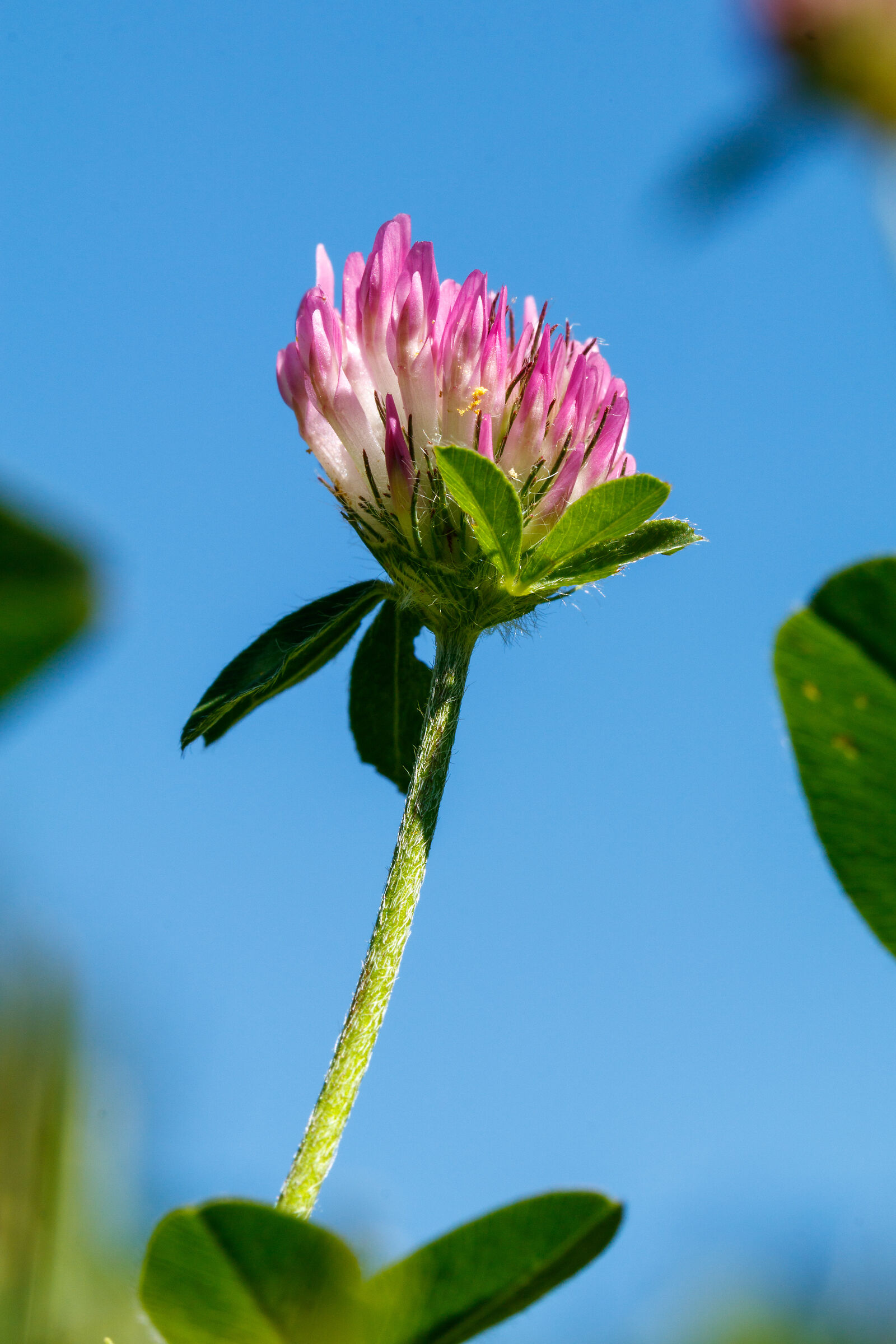 Flower in the garden in the mountains