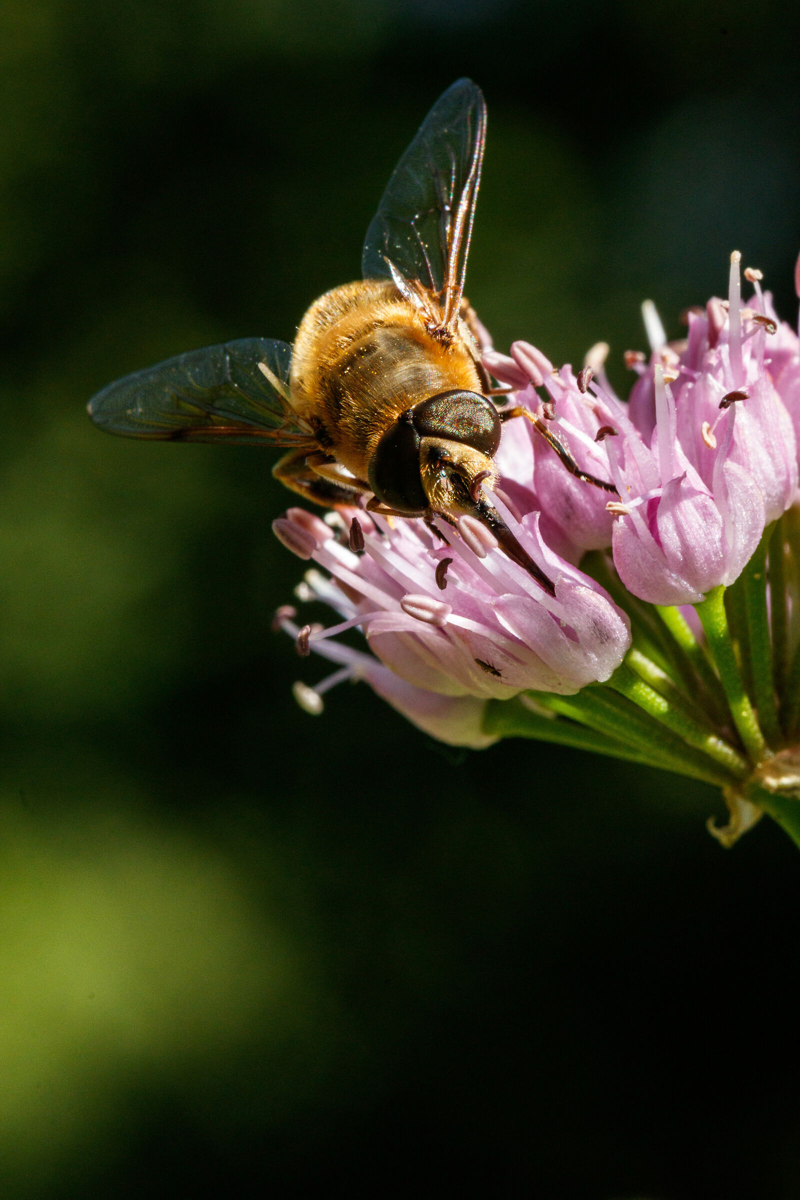 Vespa with sunglasses