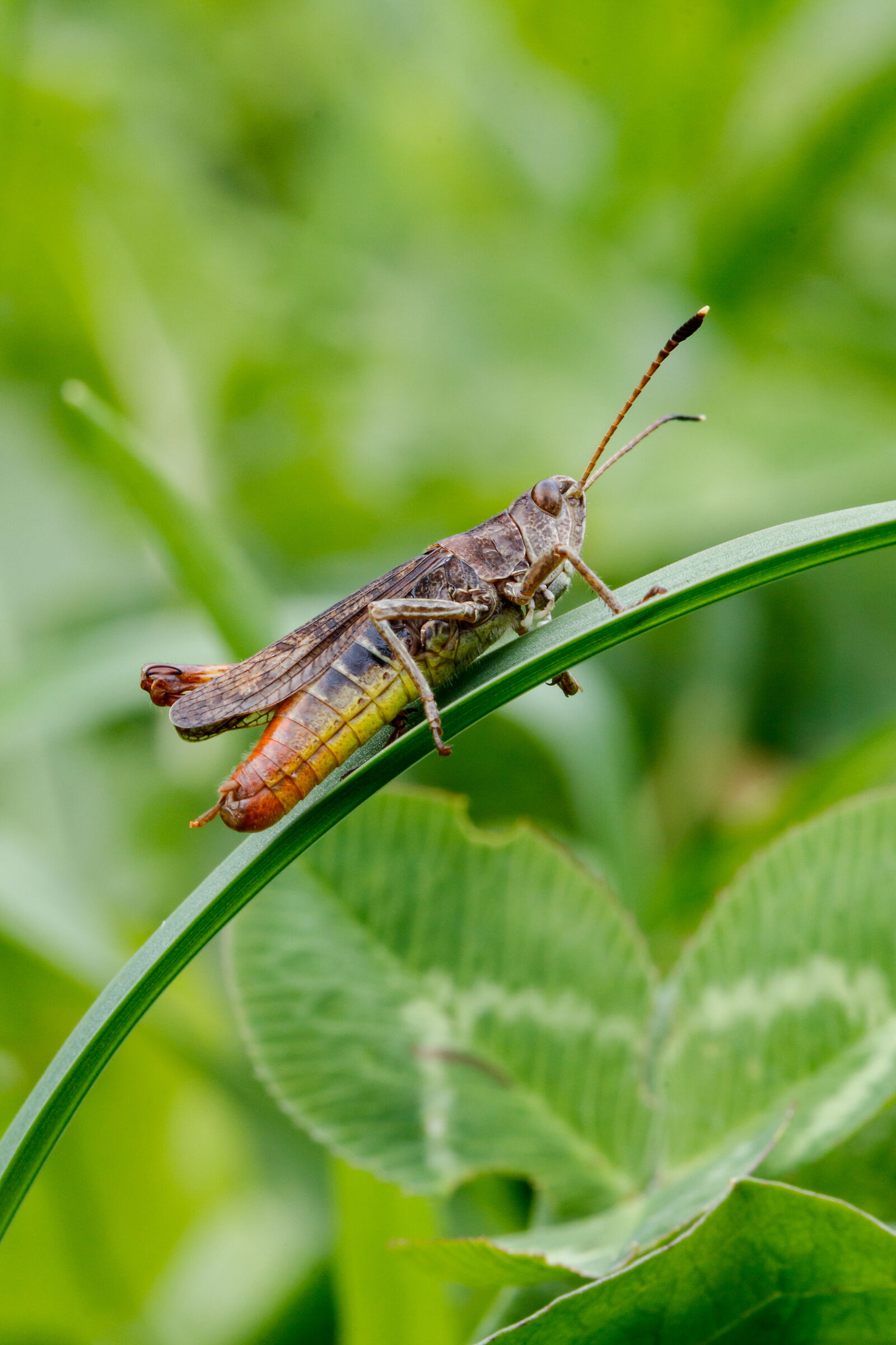 Grasshopper in the field