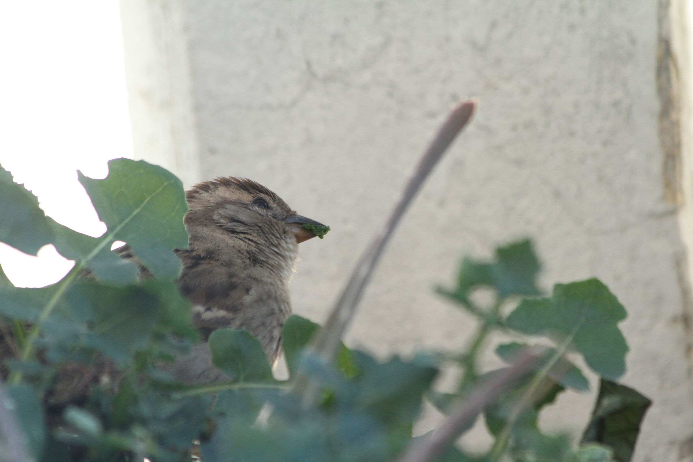 Calandro Ordine: Passeriformes  Famiglia: Motacillidae