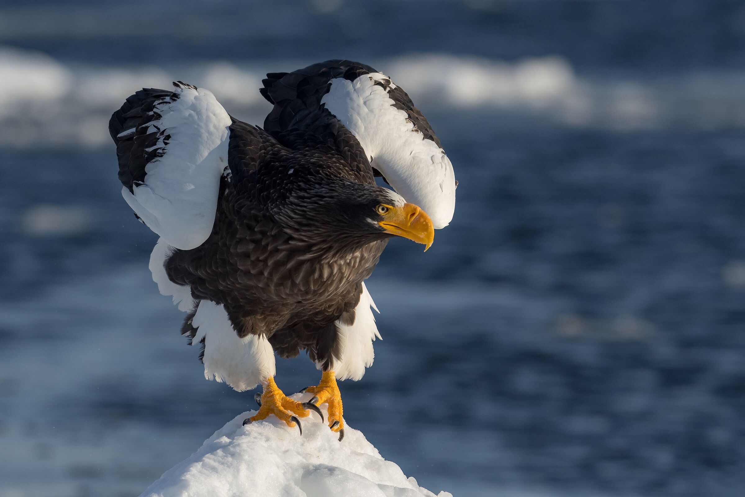 Steller's Sea Eagle