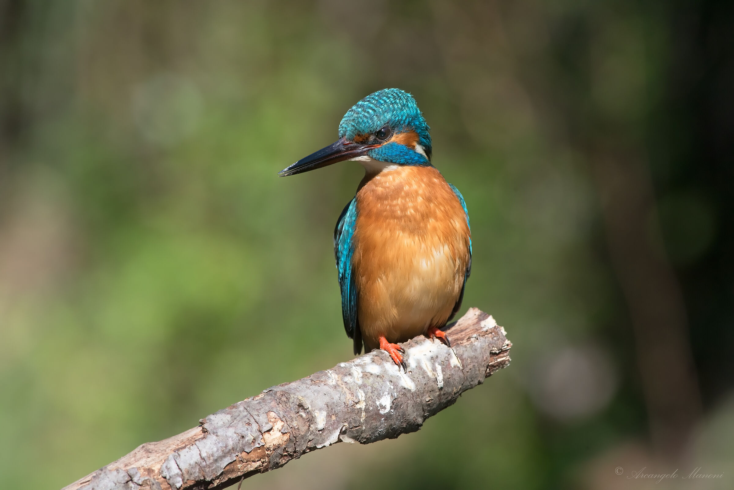 The Intelligent look of the Martino