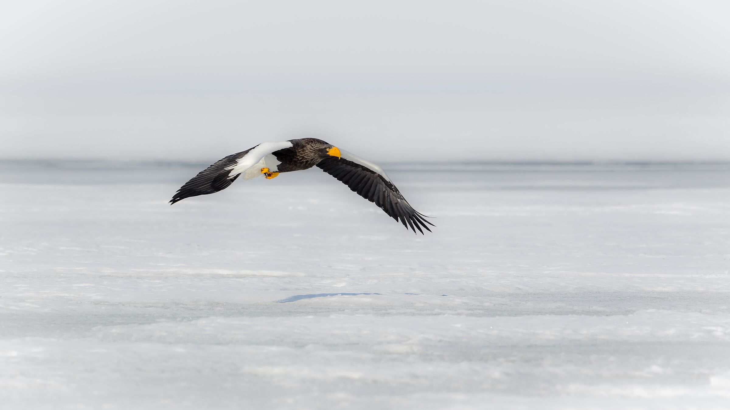 Steller's sea Eagle, set