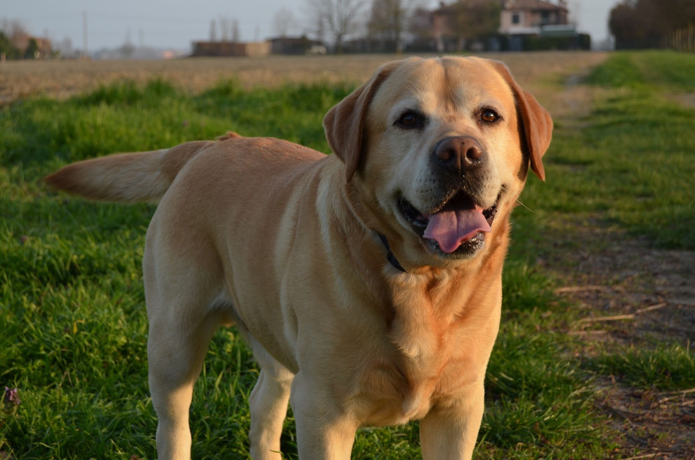 My beautiful Labrador, Simba ? ?