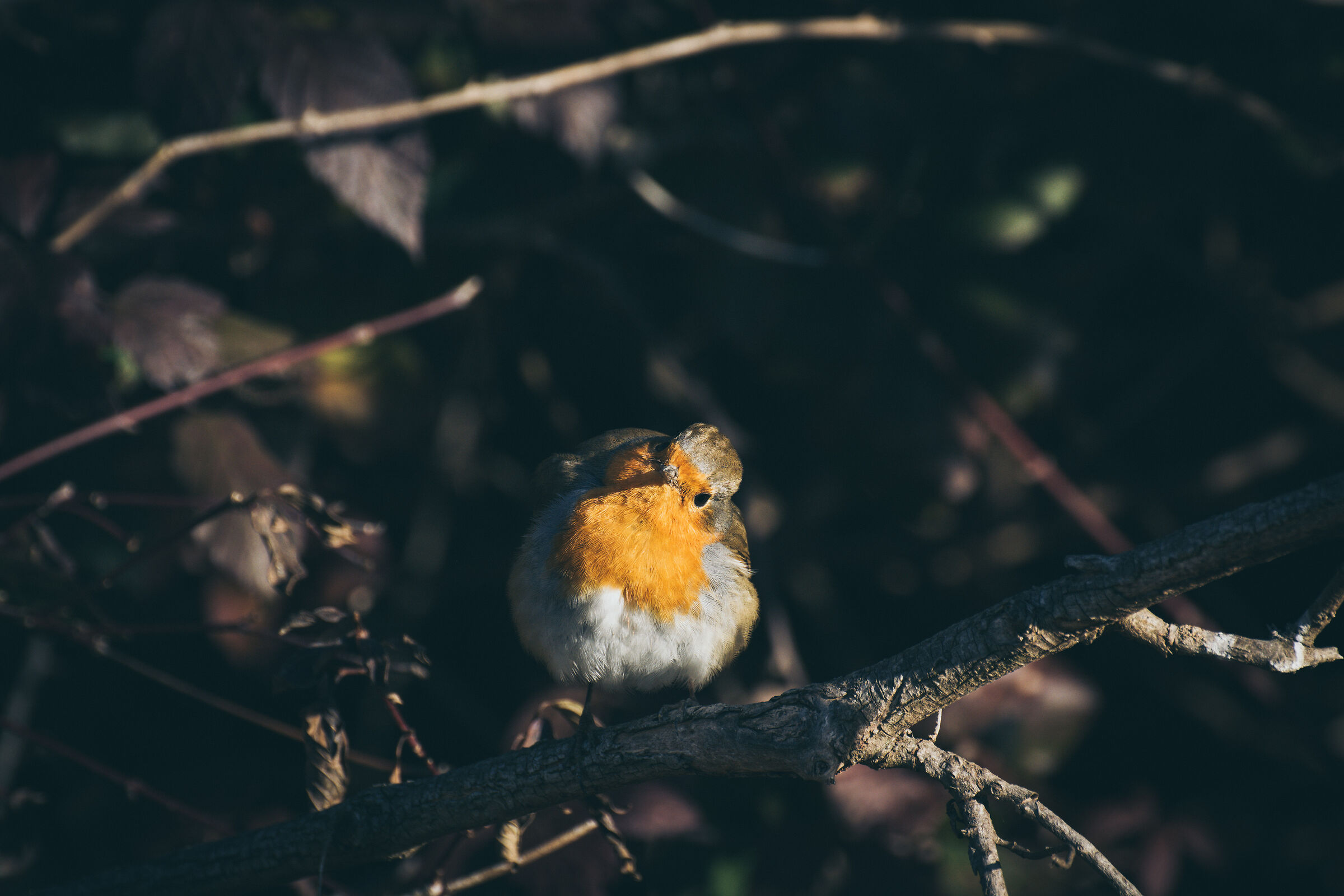 Passerotto Curioso :D