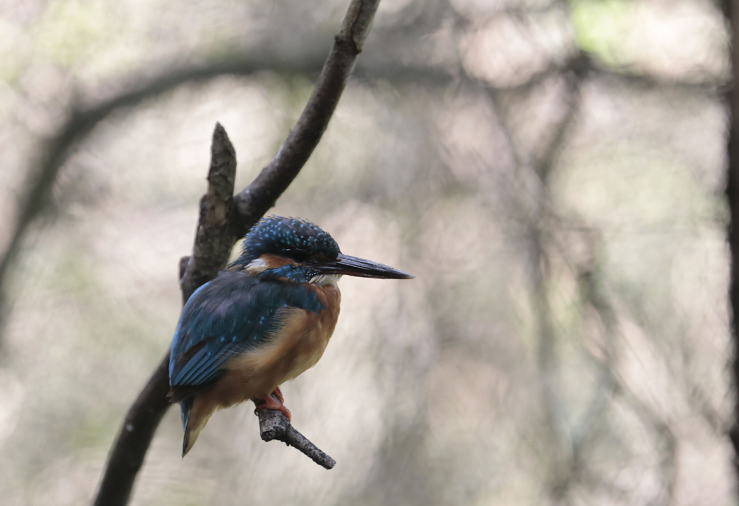 Kingfisher