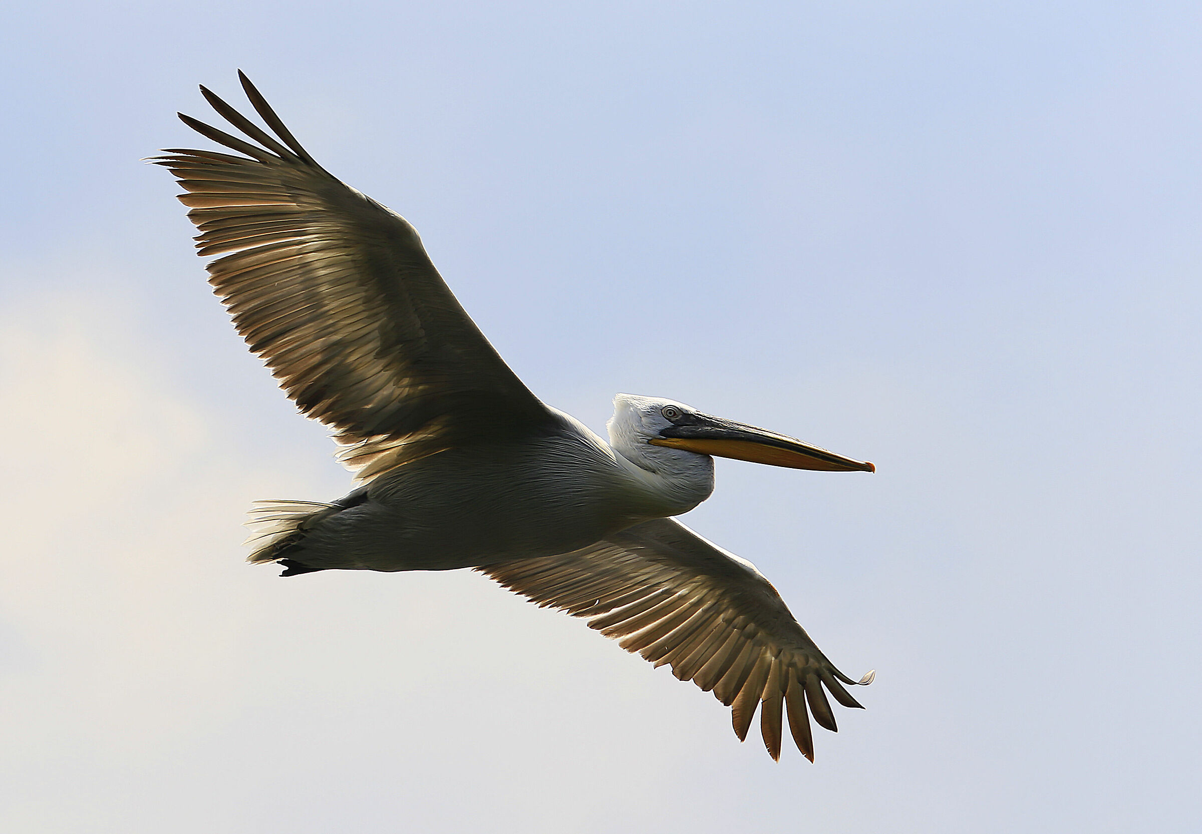 Pelican
