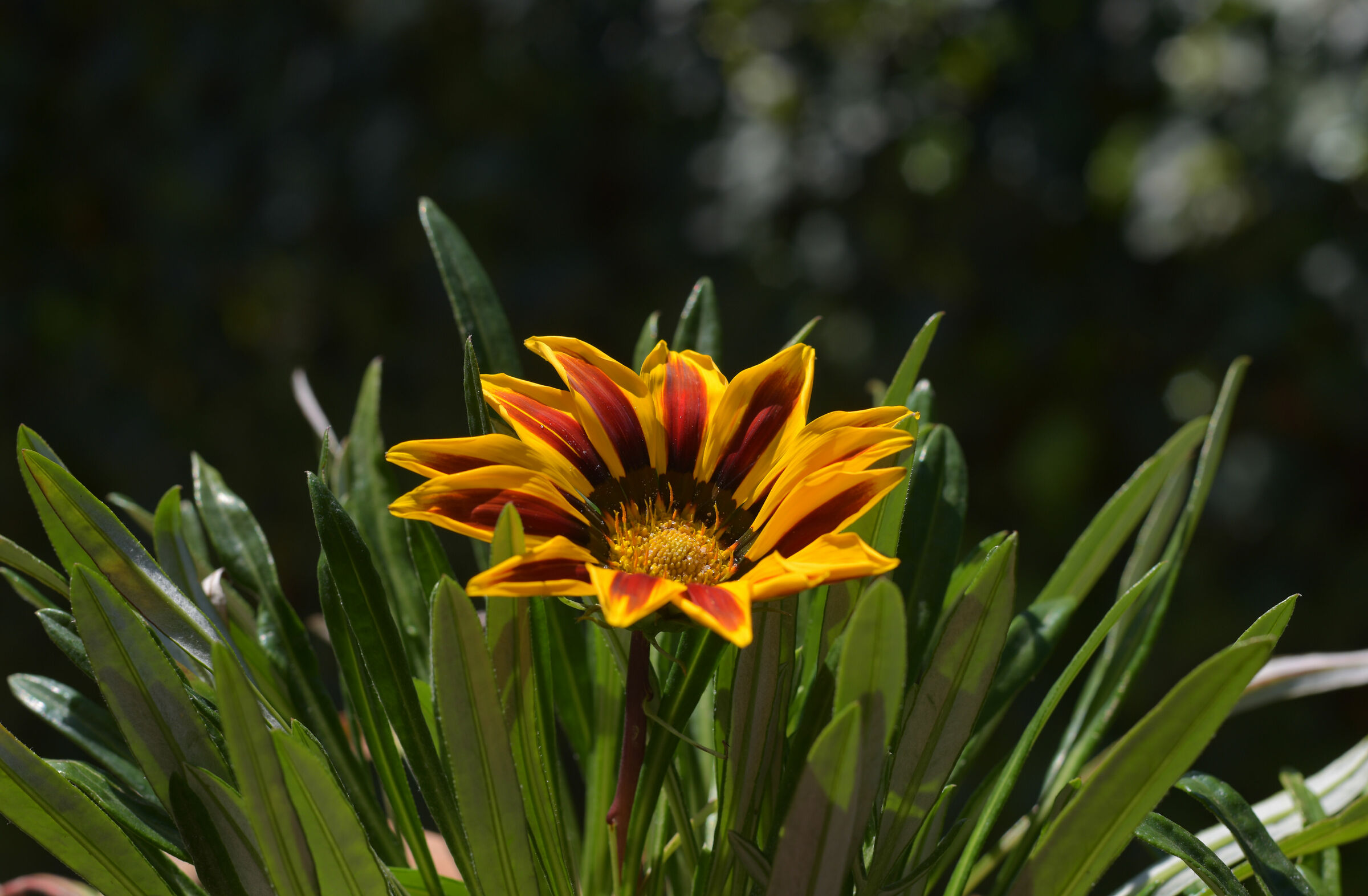 Primo fiore di Primavera