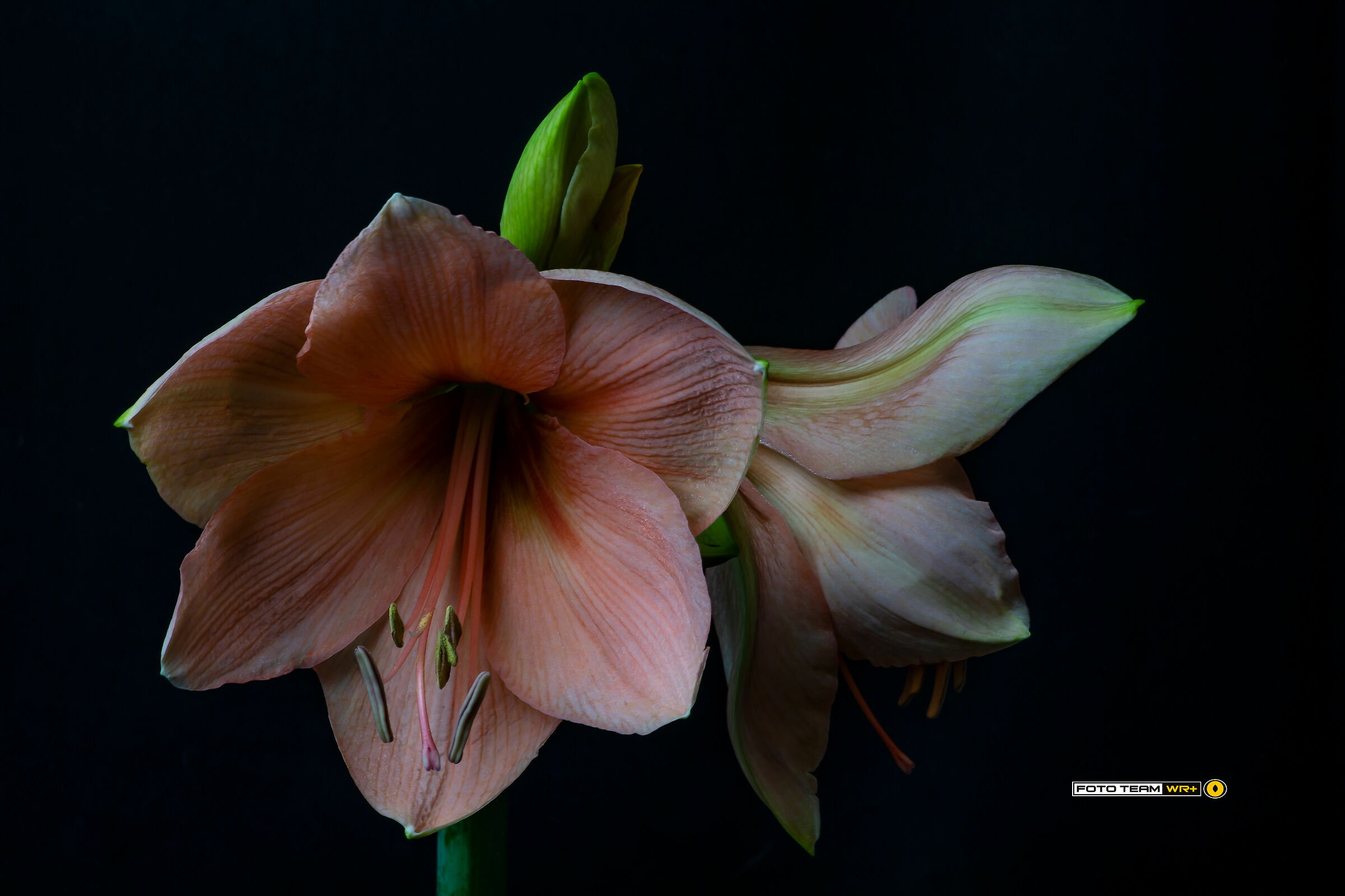 Amaryllis