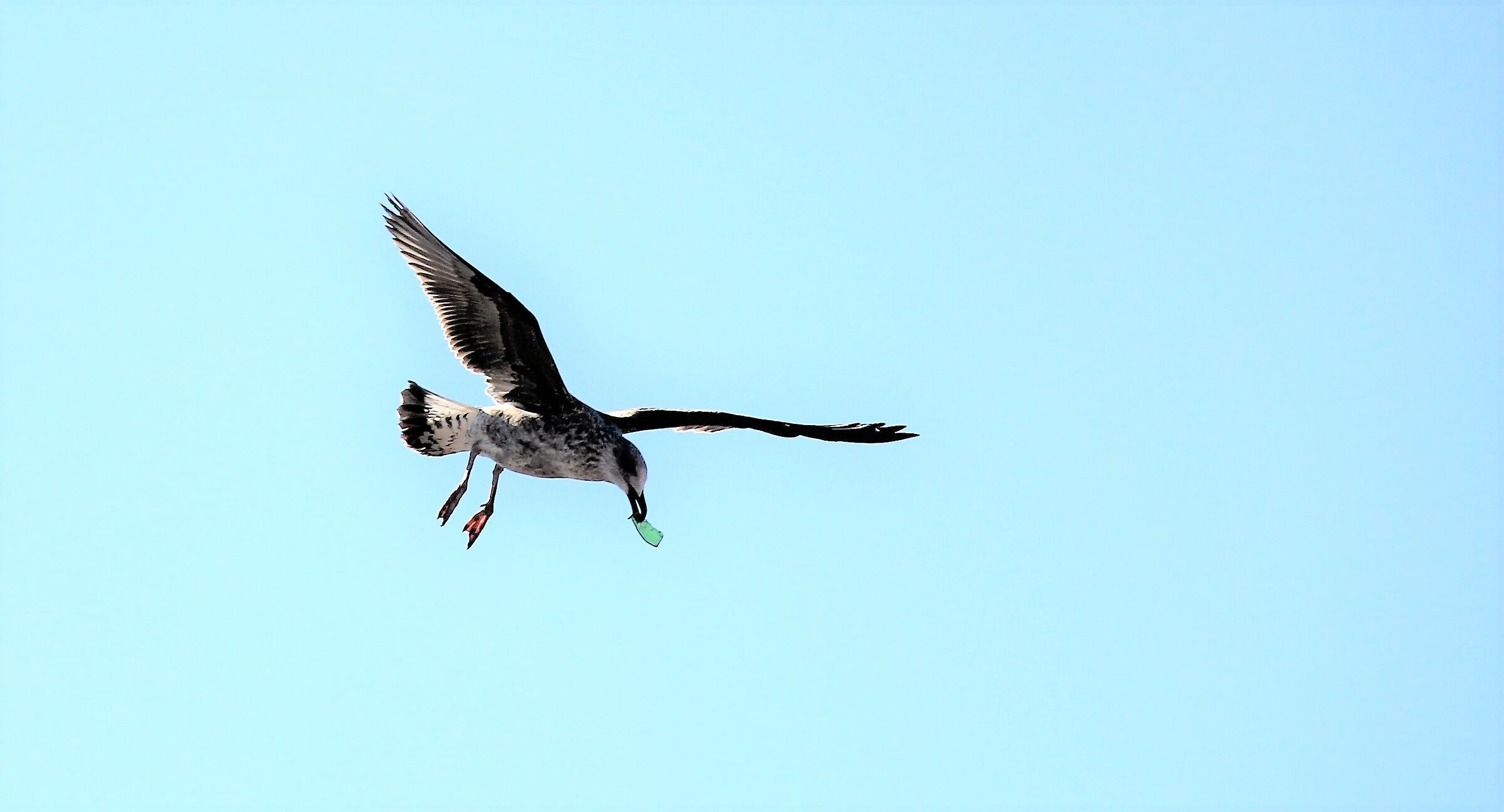 La cena del gabbiano