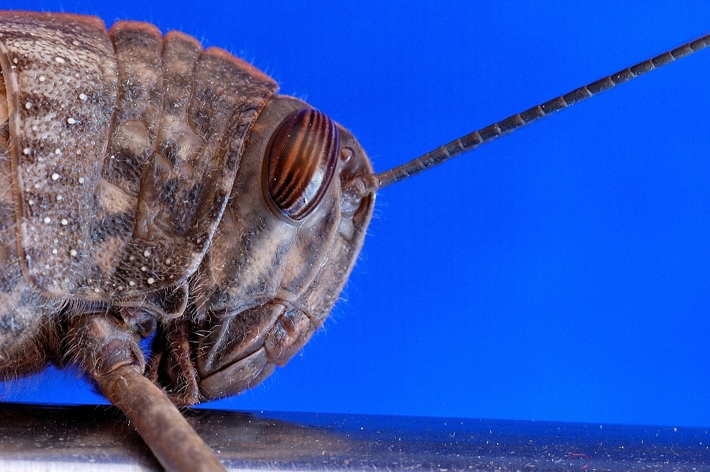 Monster "Anacridium aegyptium"