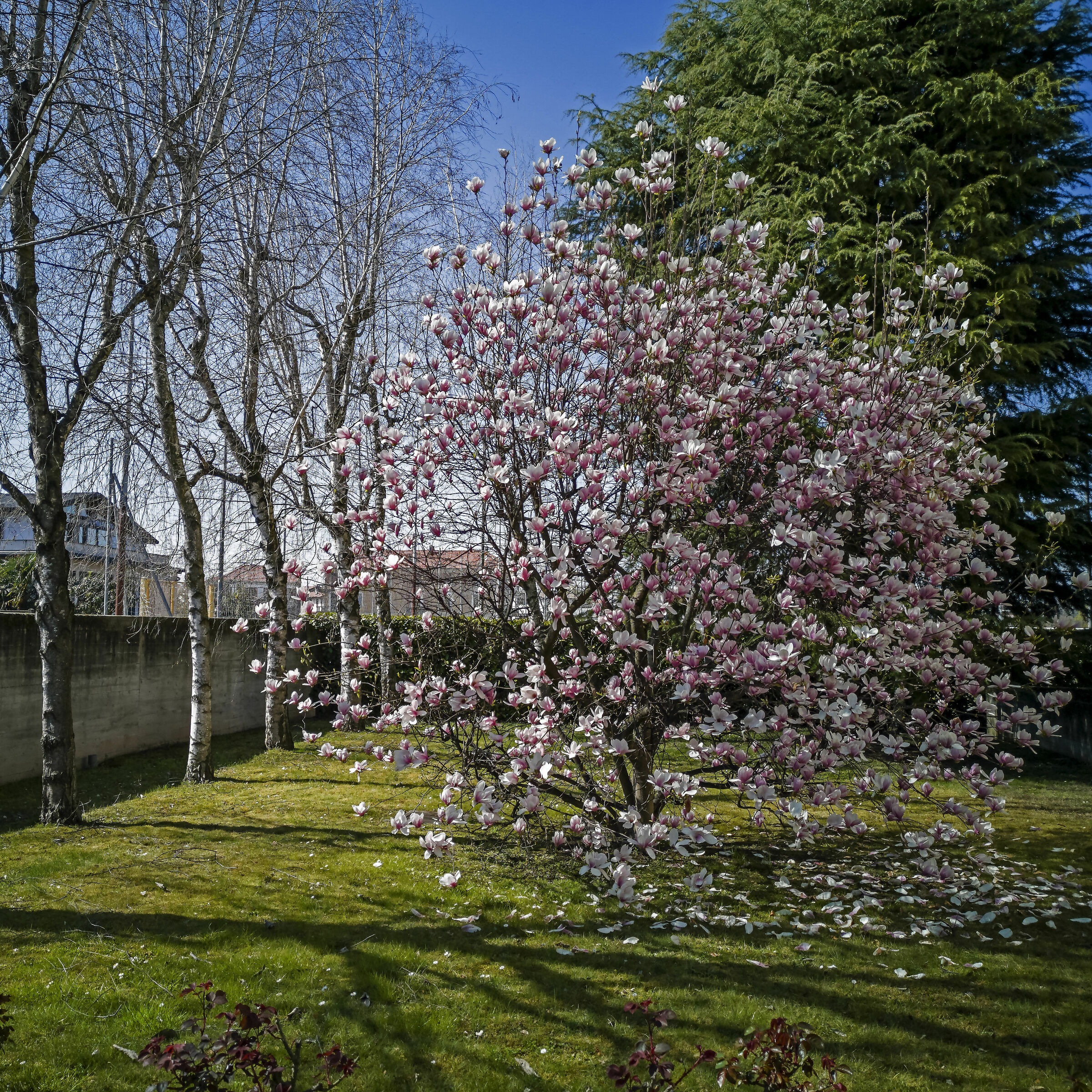 W la primavera